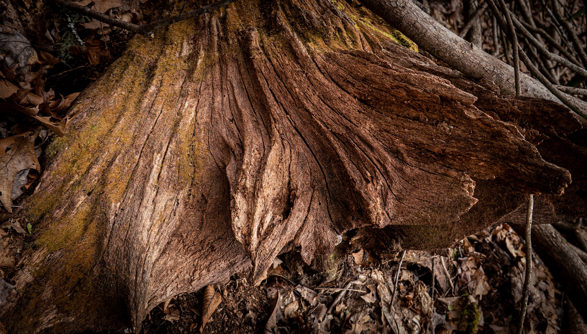 Sherwood Forest, NC