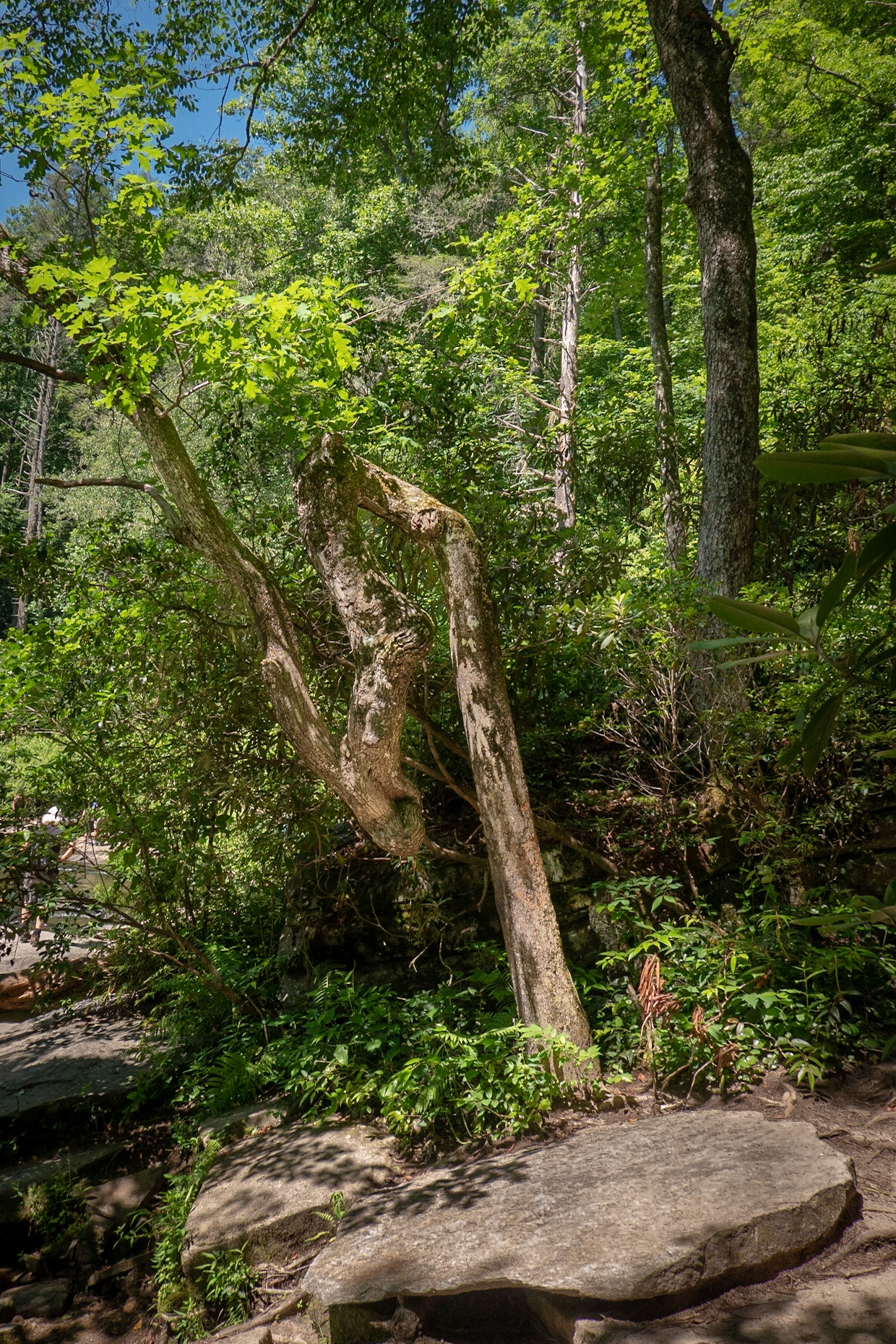Indian Trail Marker Tree near High Falls Dupont State Forest North Carolina.