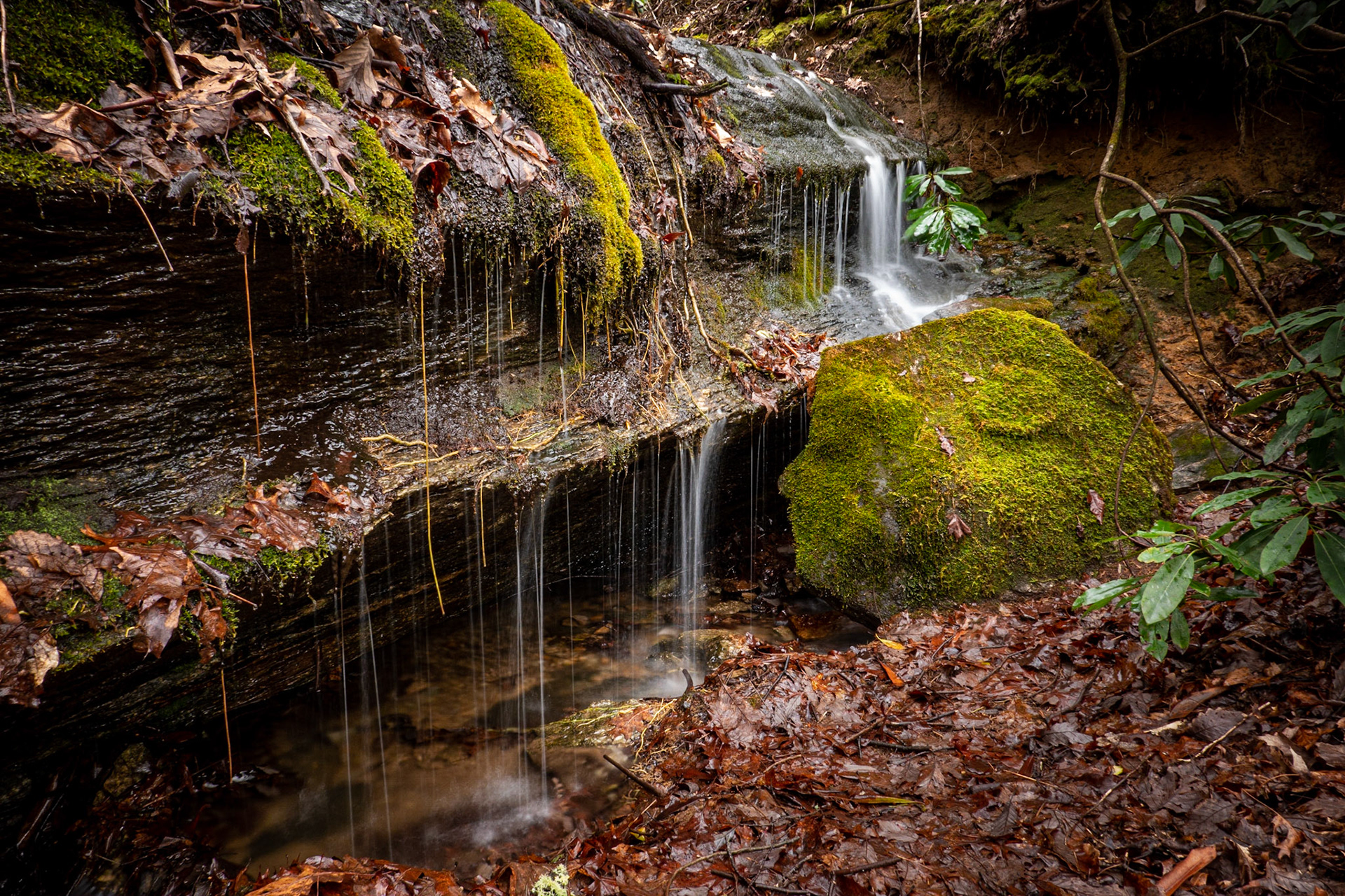 Sherwood Forest, NC