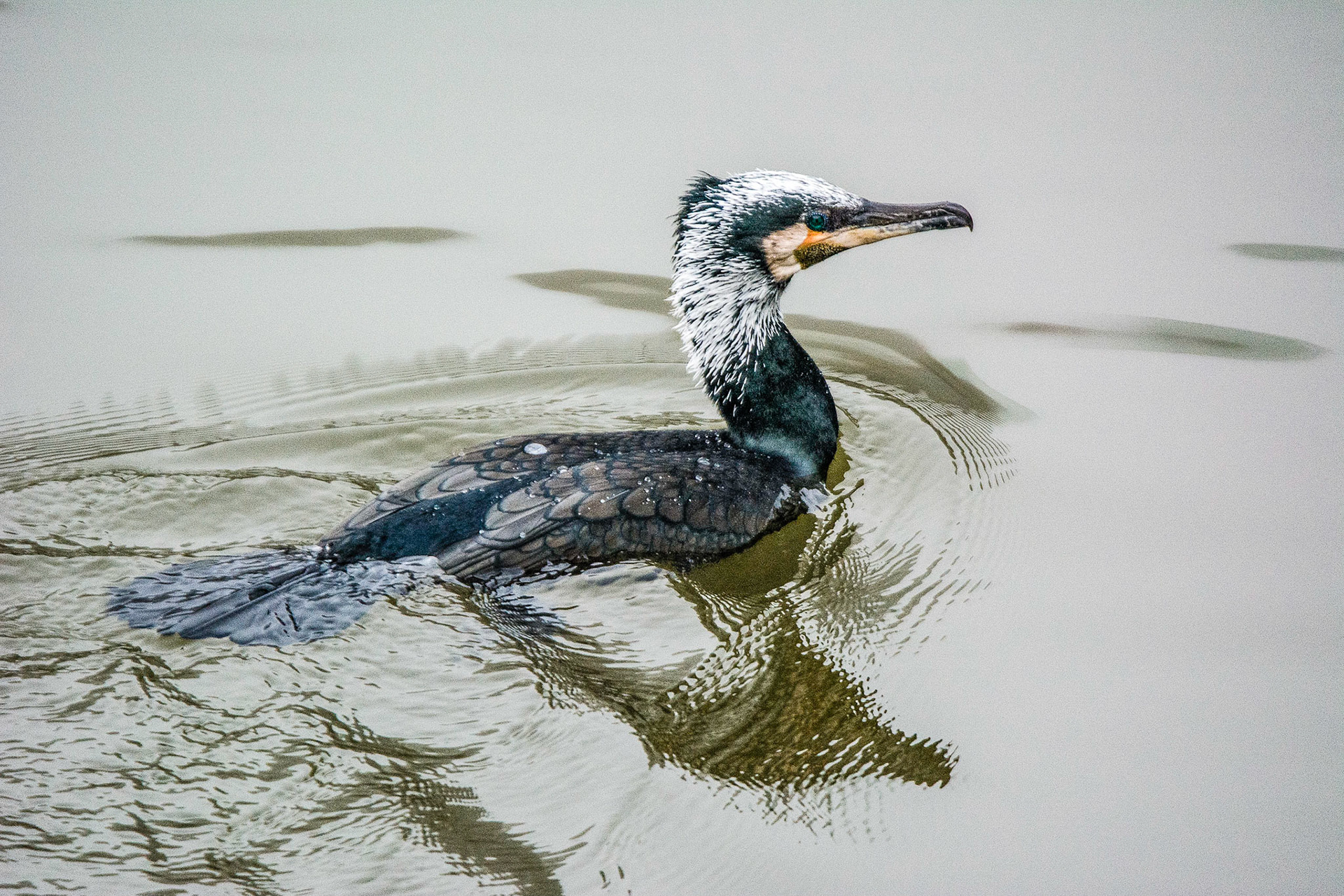 Kormoran