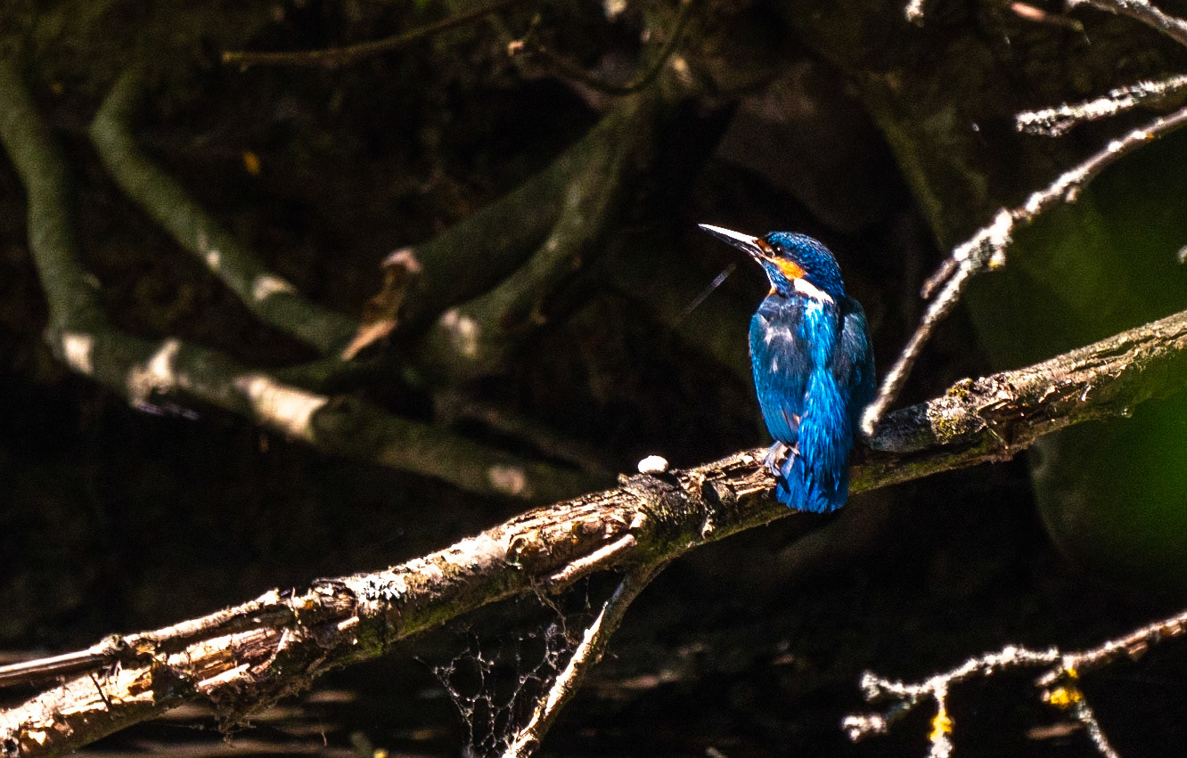 Eisvogel