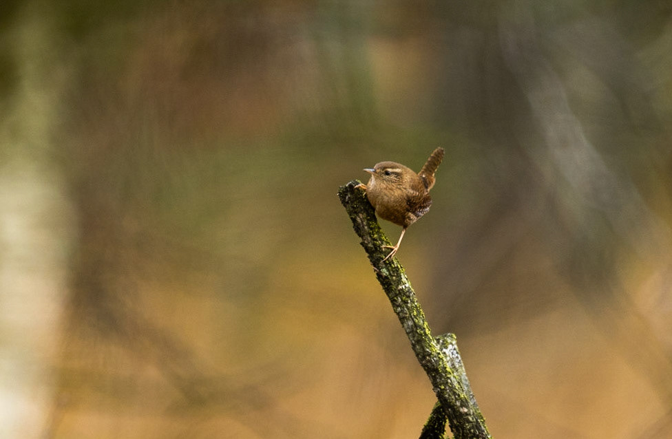 Herbsttage