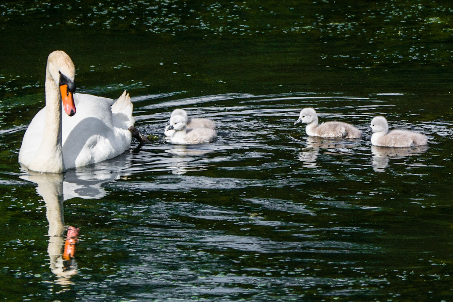 Schwanenfamilie