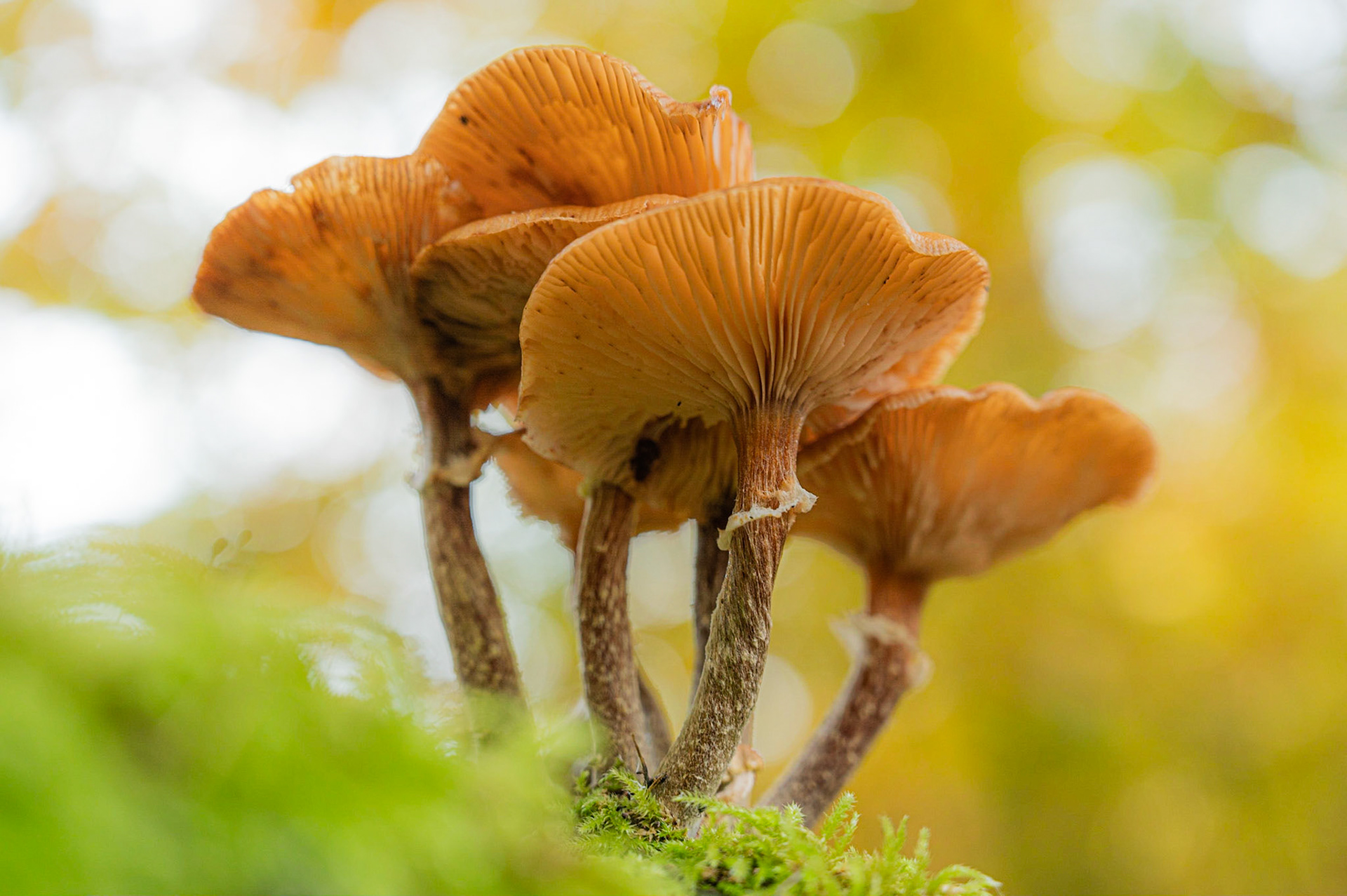 Herbstzeit - Pilzzeit