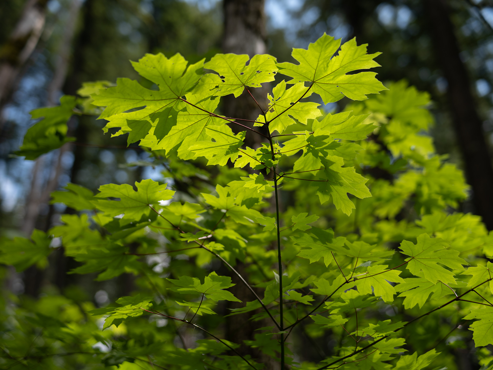 More Leaf Glow