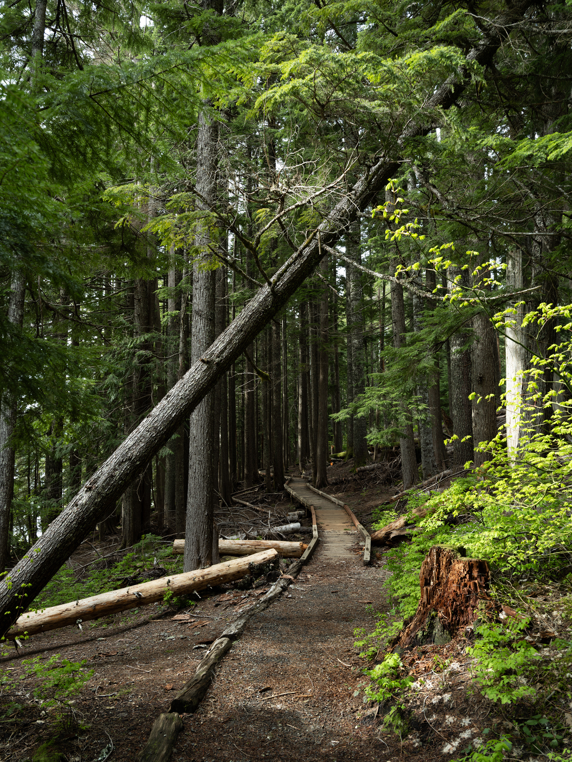 Boardwalk along the Lost Lake Trail