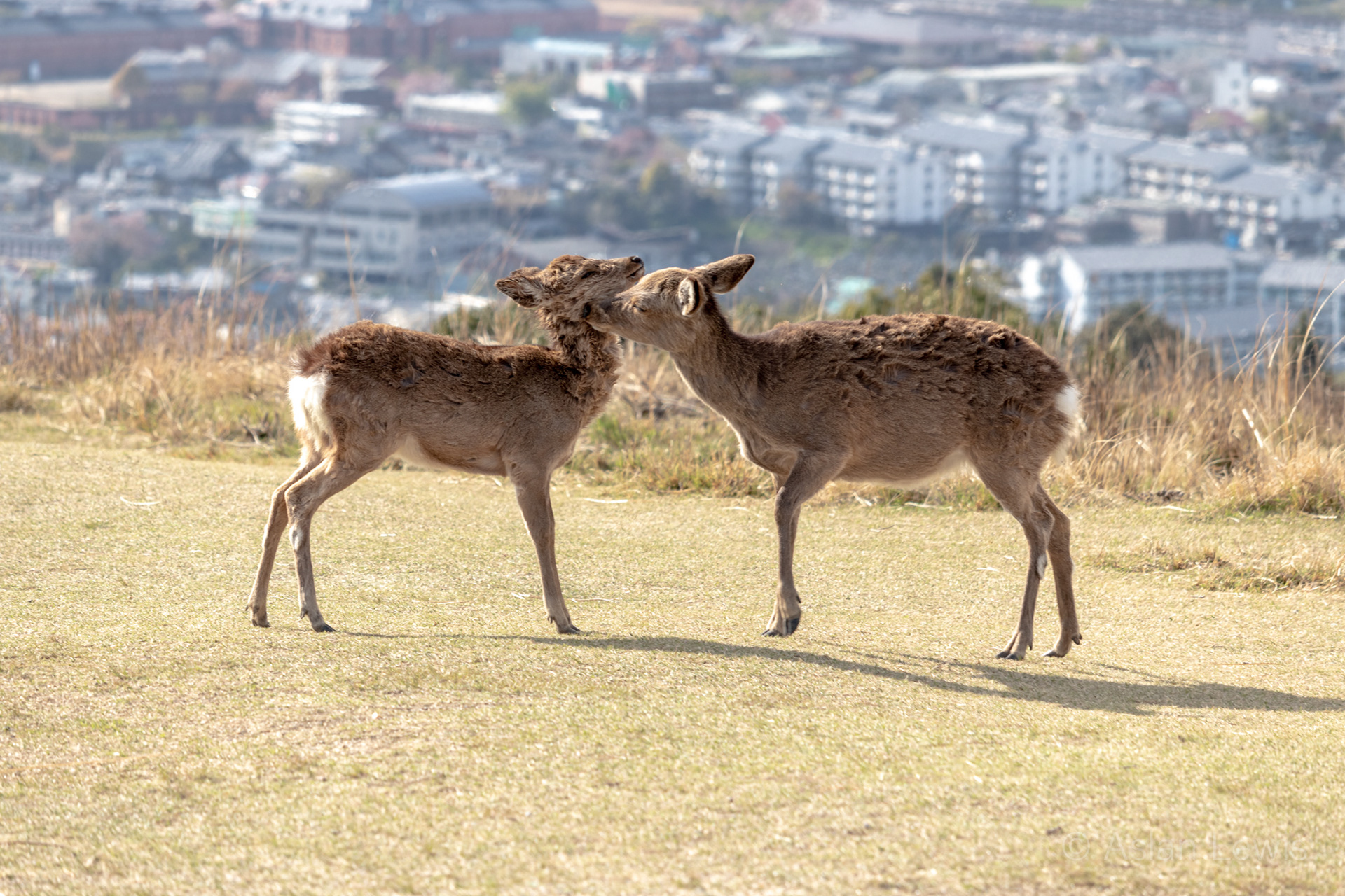 Nara