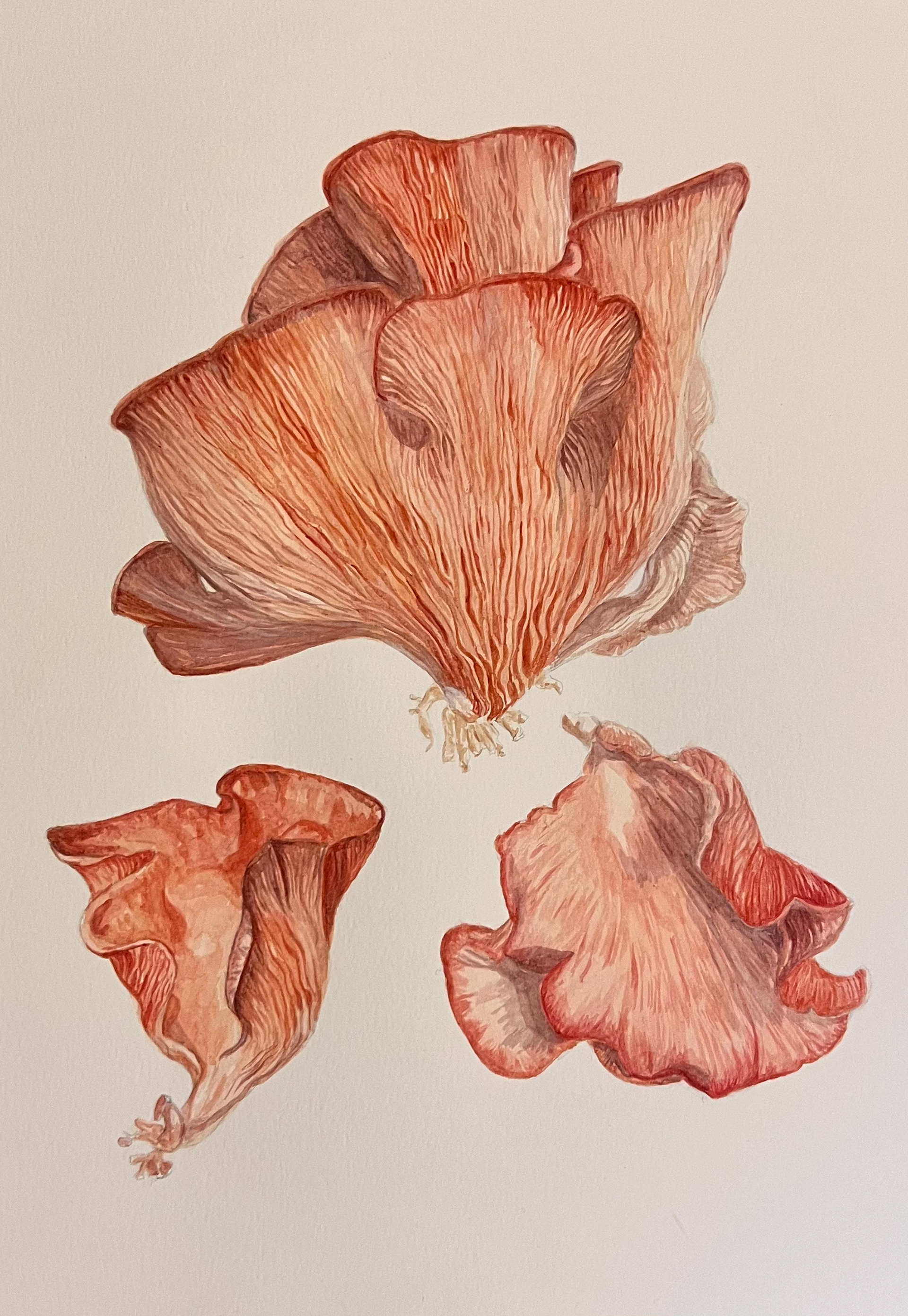 'Oyster Mushrooms' 2022 Watercolour botanical study