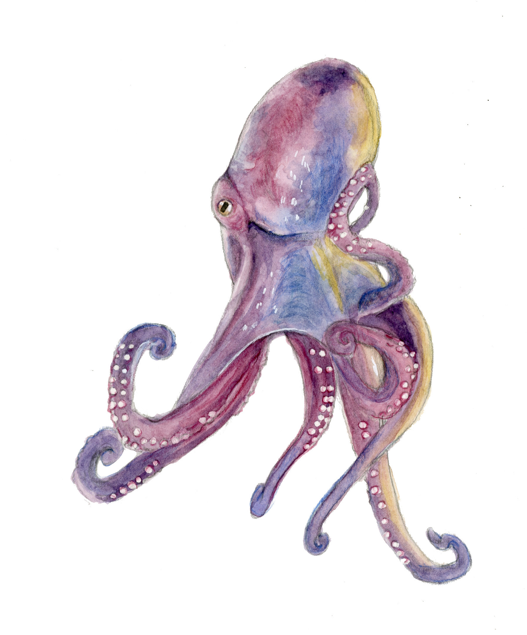 'Octopus study' 2019