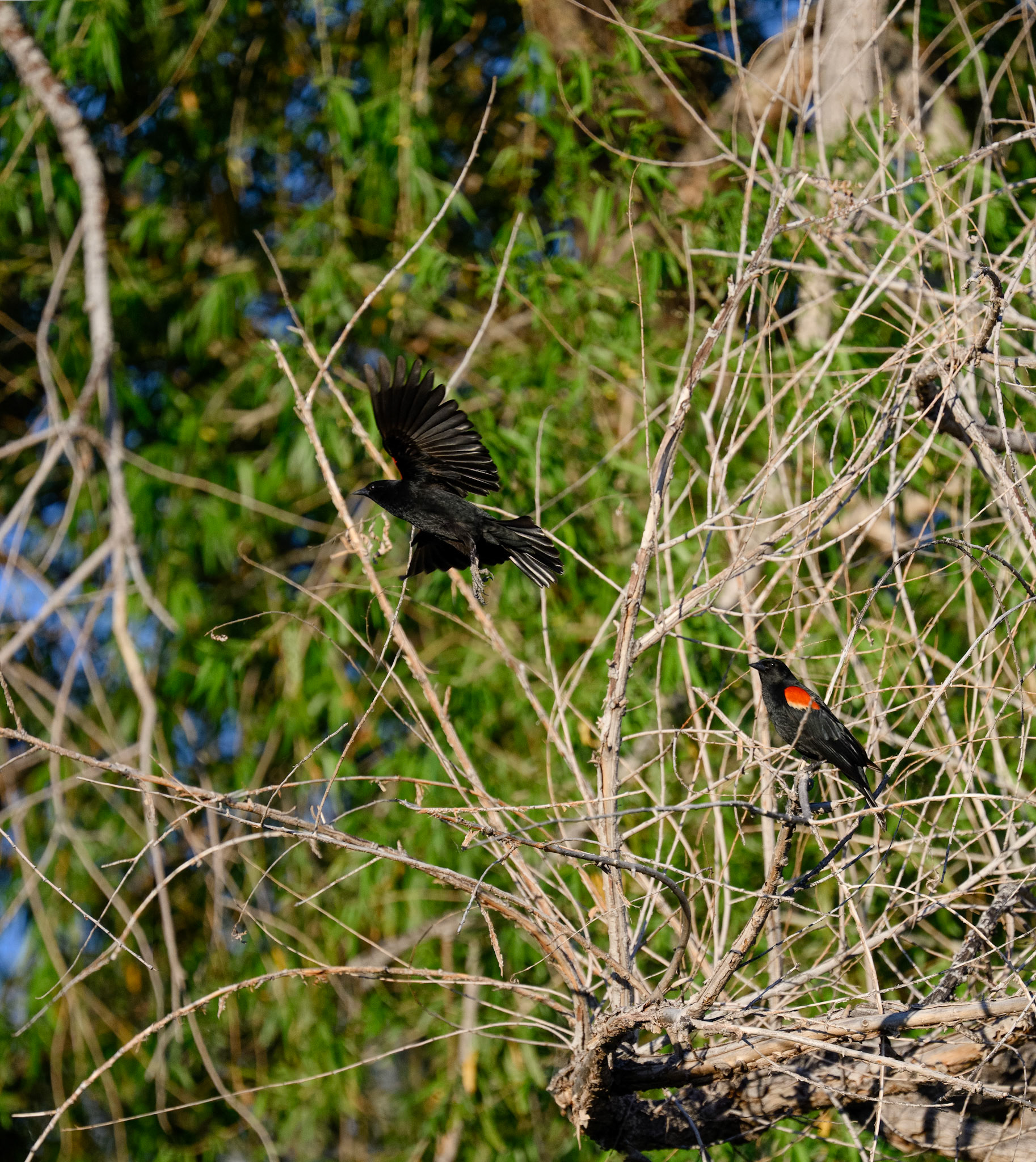 red-winged blackbird