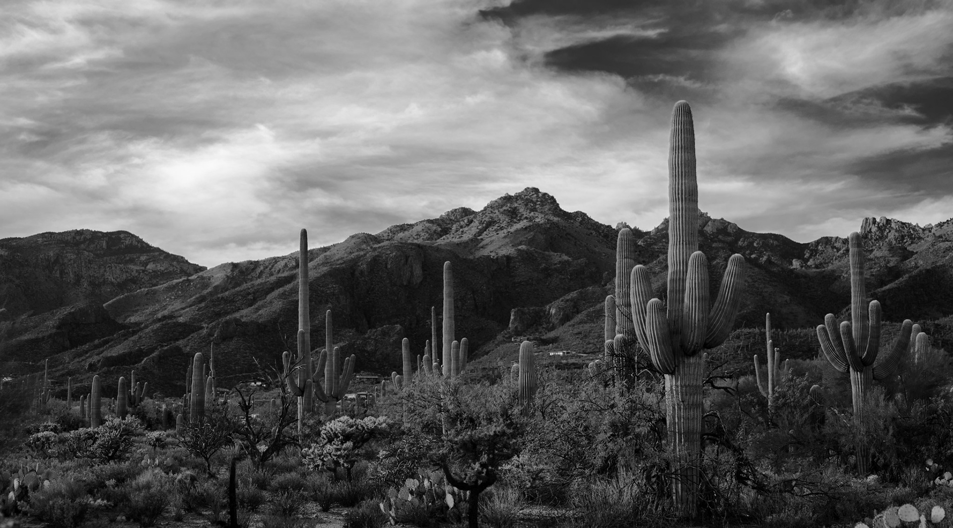 Portrait of a Saguaro 4