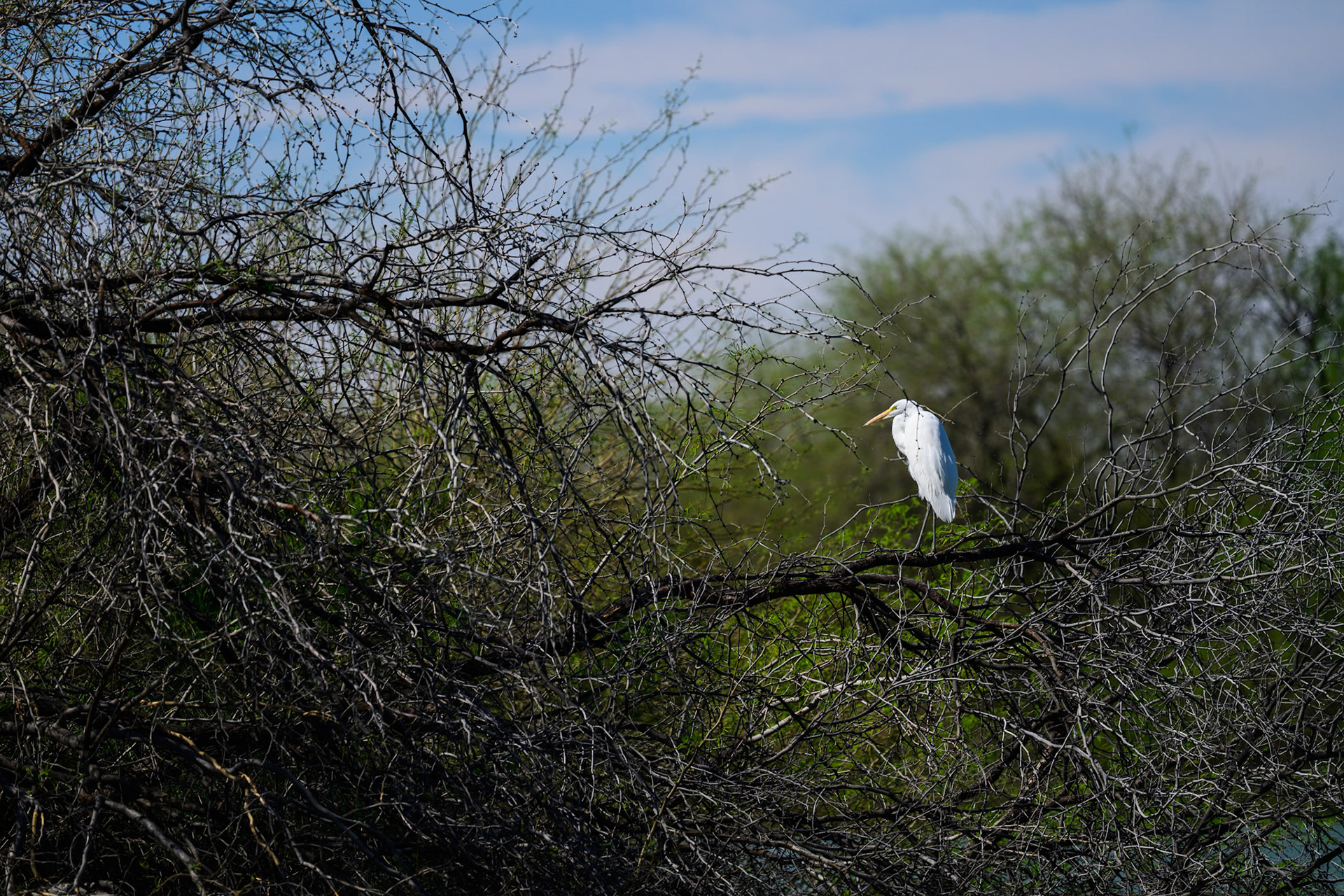 Great Egret