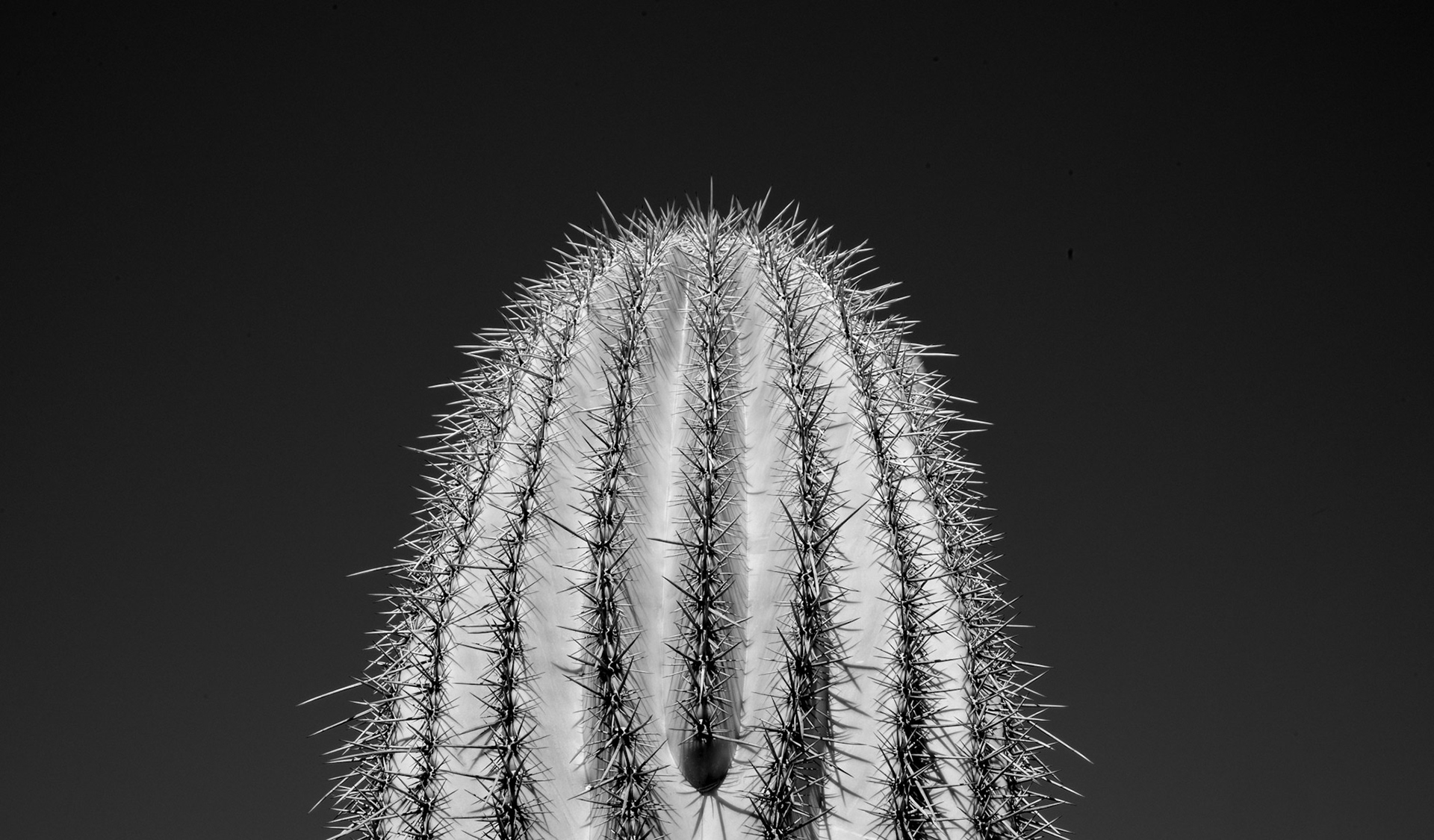 Portrait of a Saguaro 5