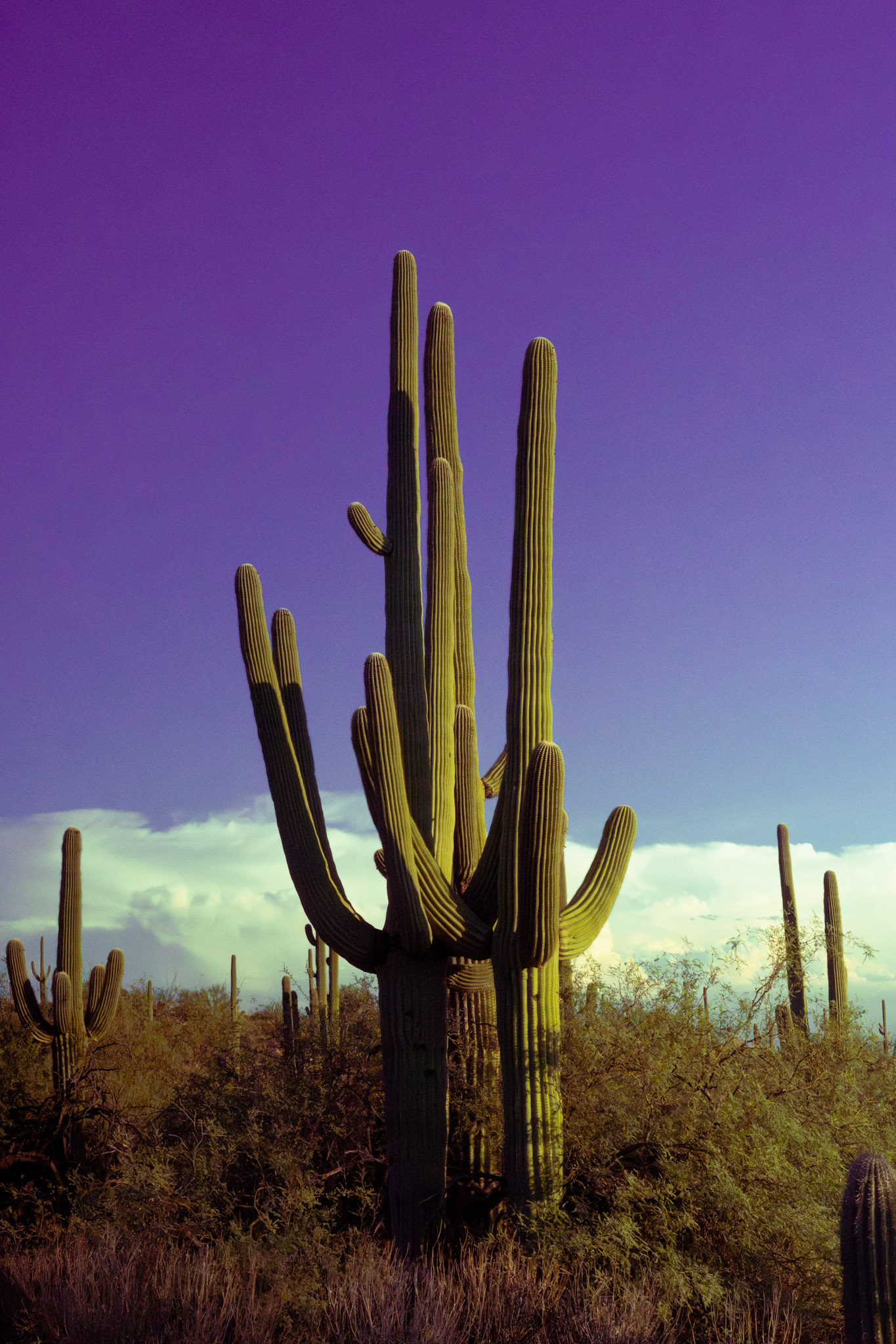 Portrait of a Saguaro 1