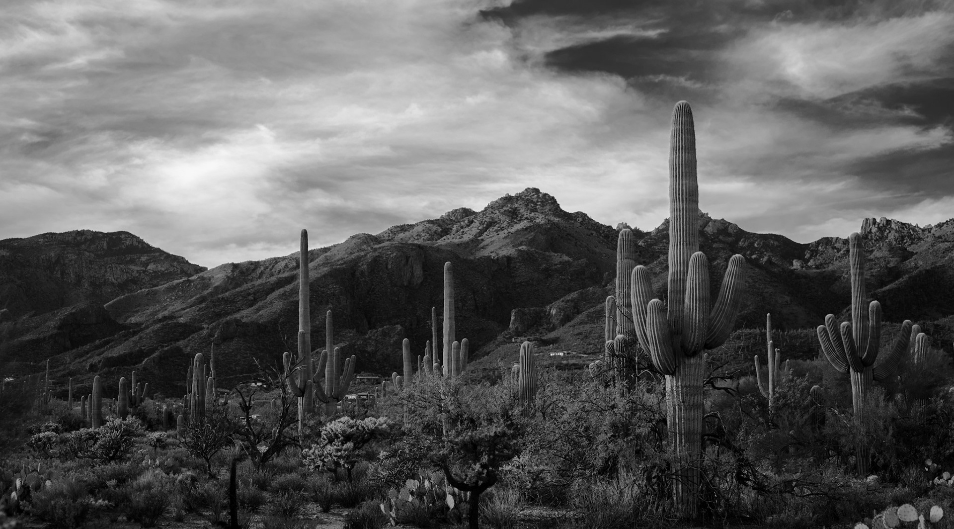 Portrait of a Saguaro 4