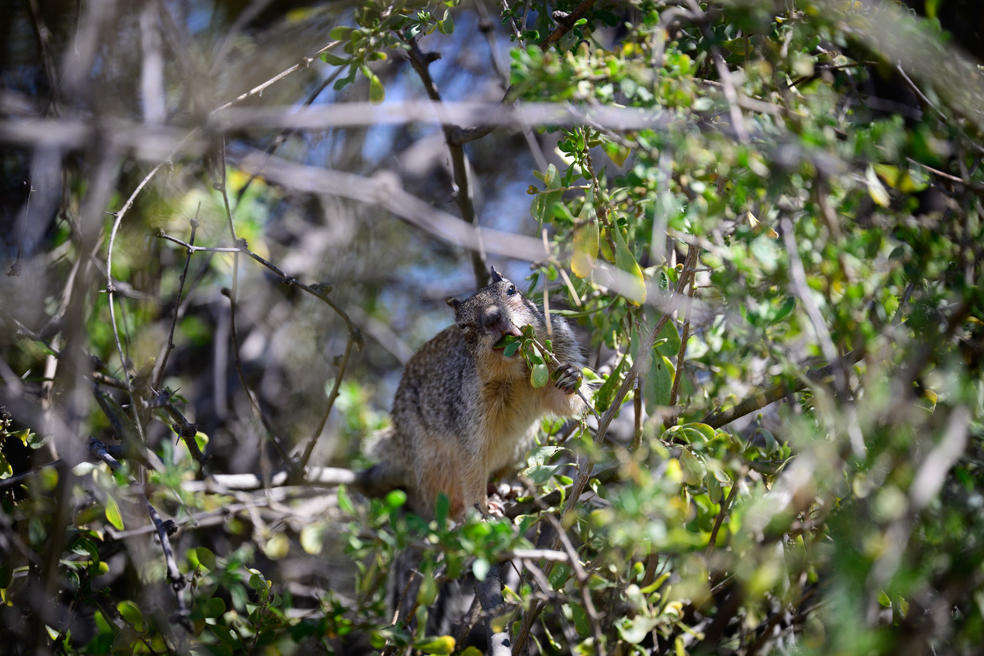 squirrel