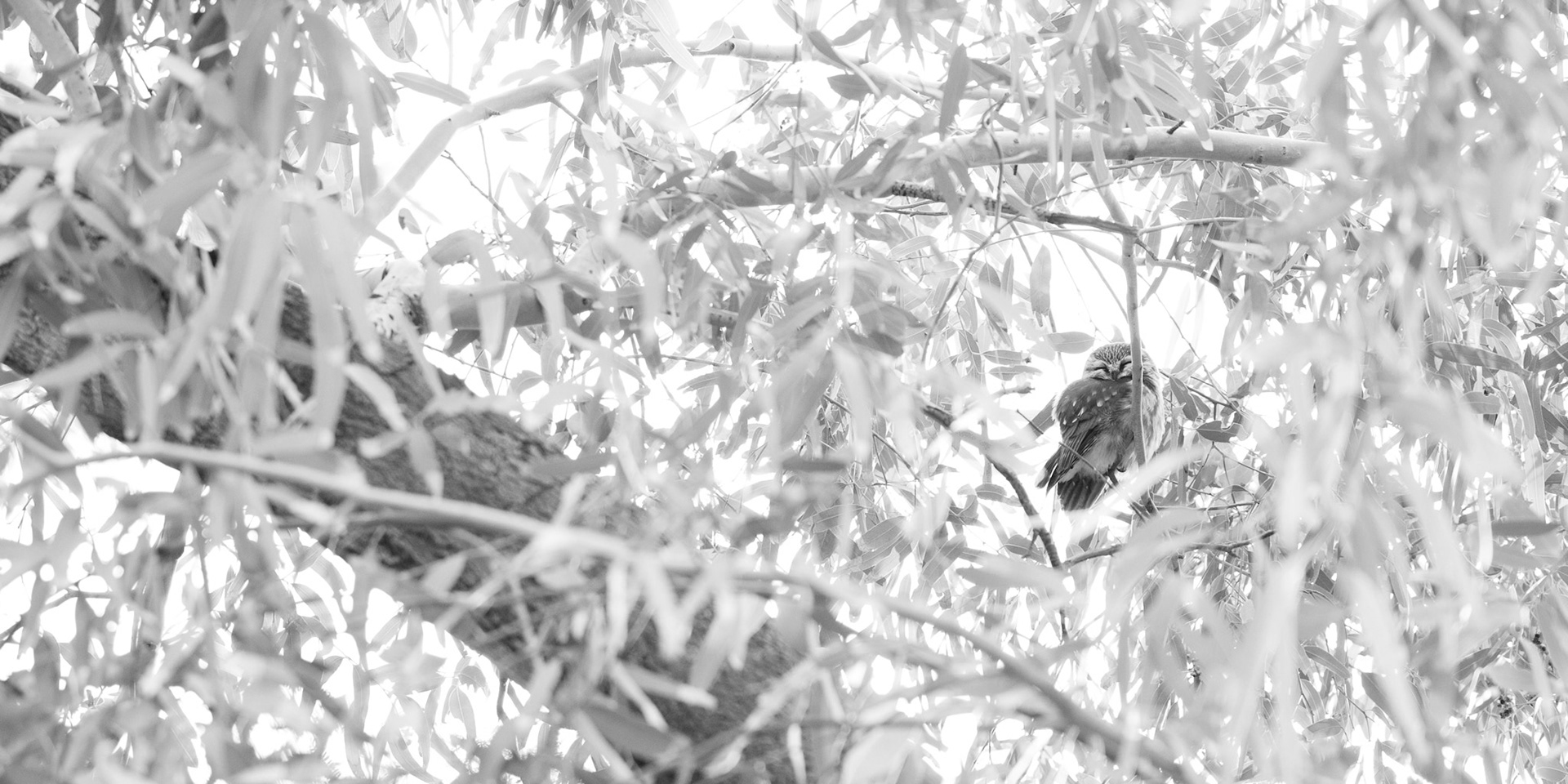 Northern saw-whet owl