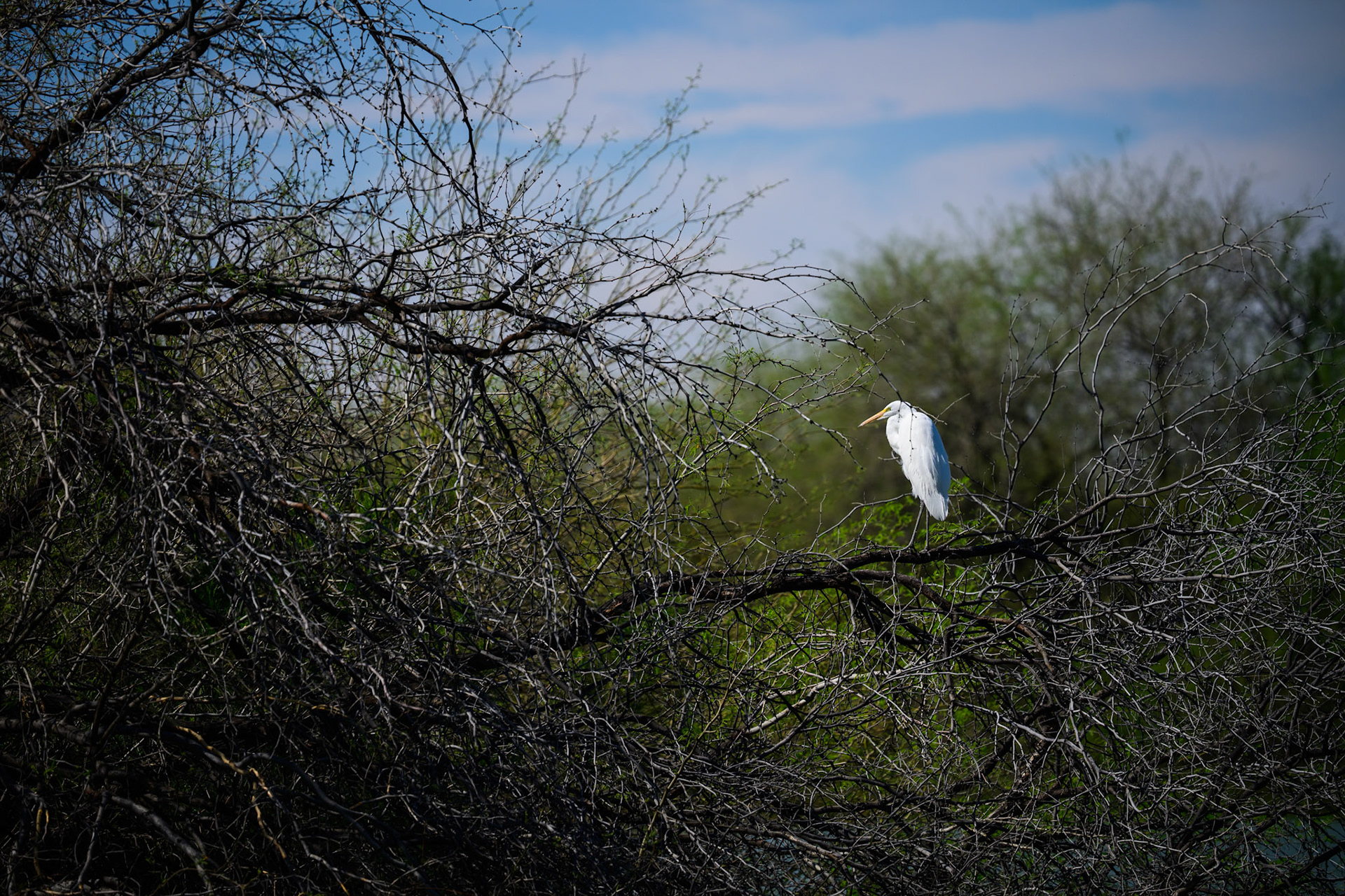 great egret