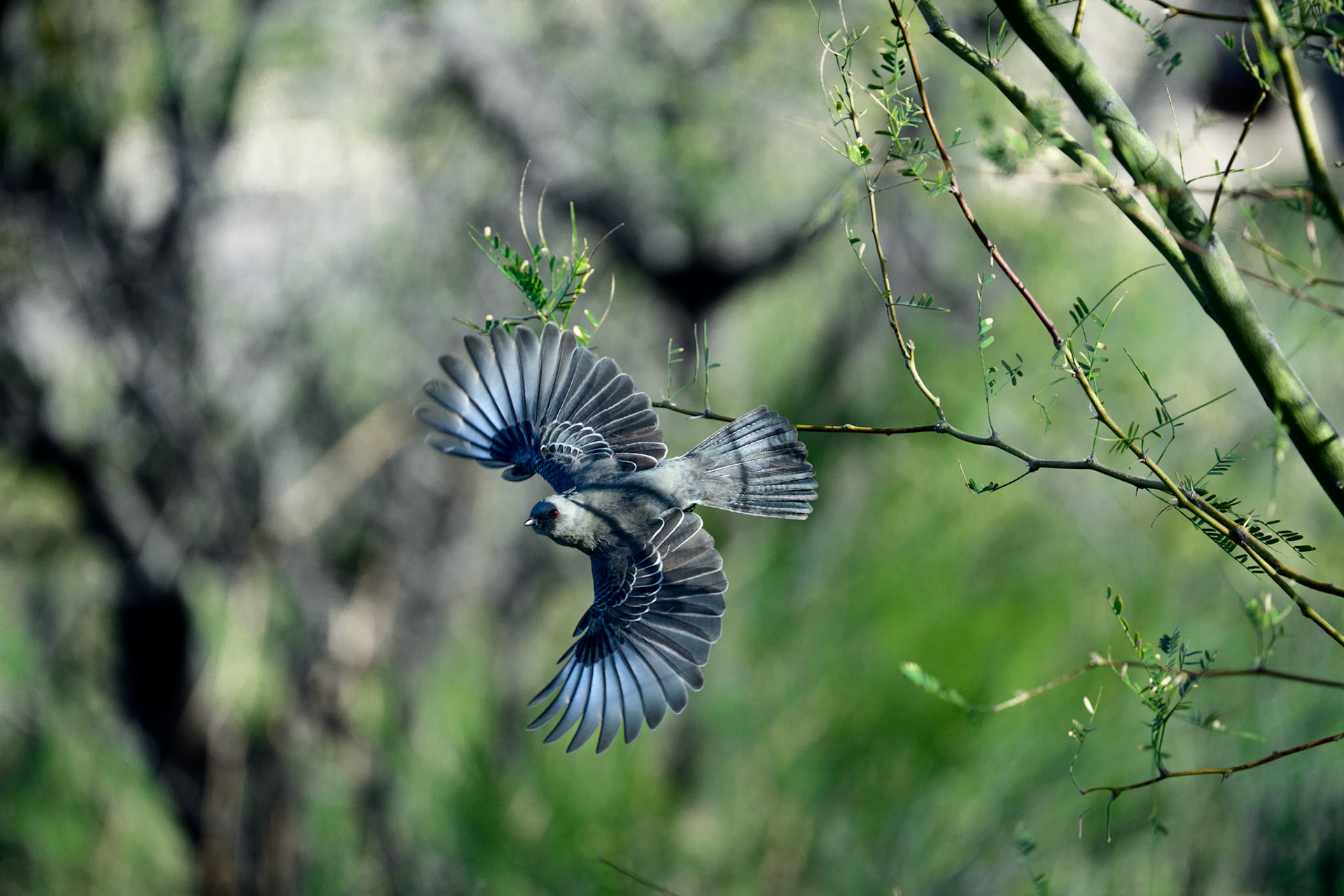 Phainopepla