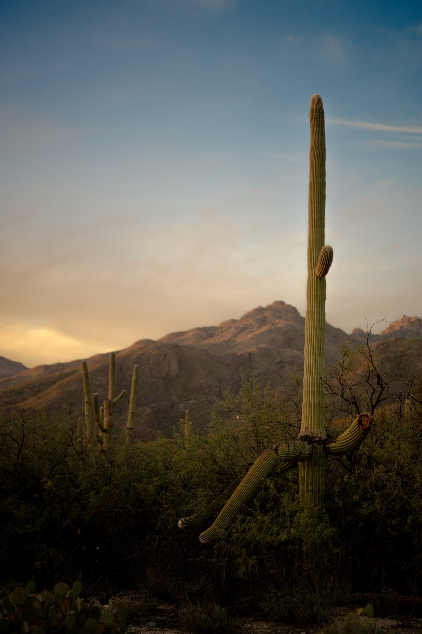 Portrait of a Saguaro 8