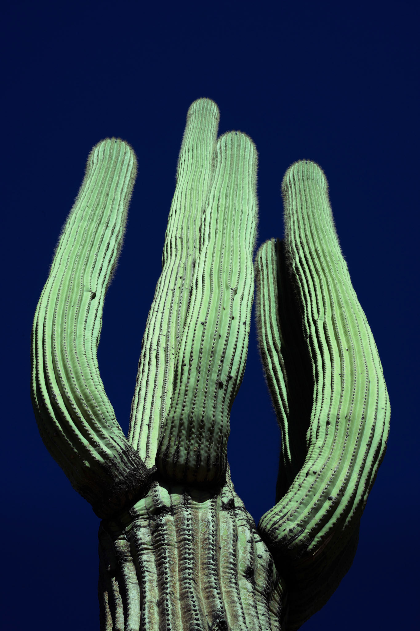 Portrait of a Saguaro 3