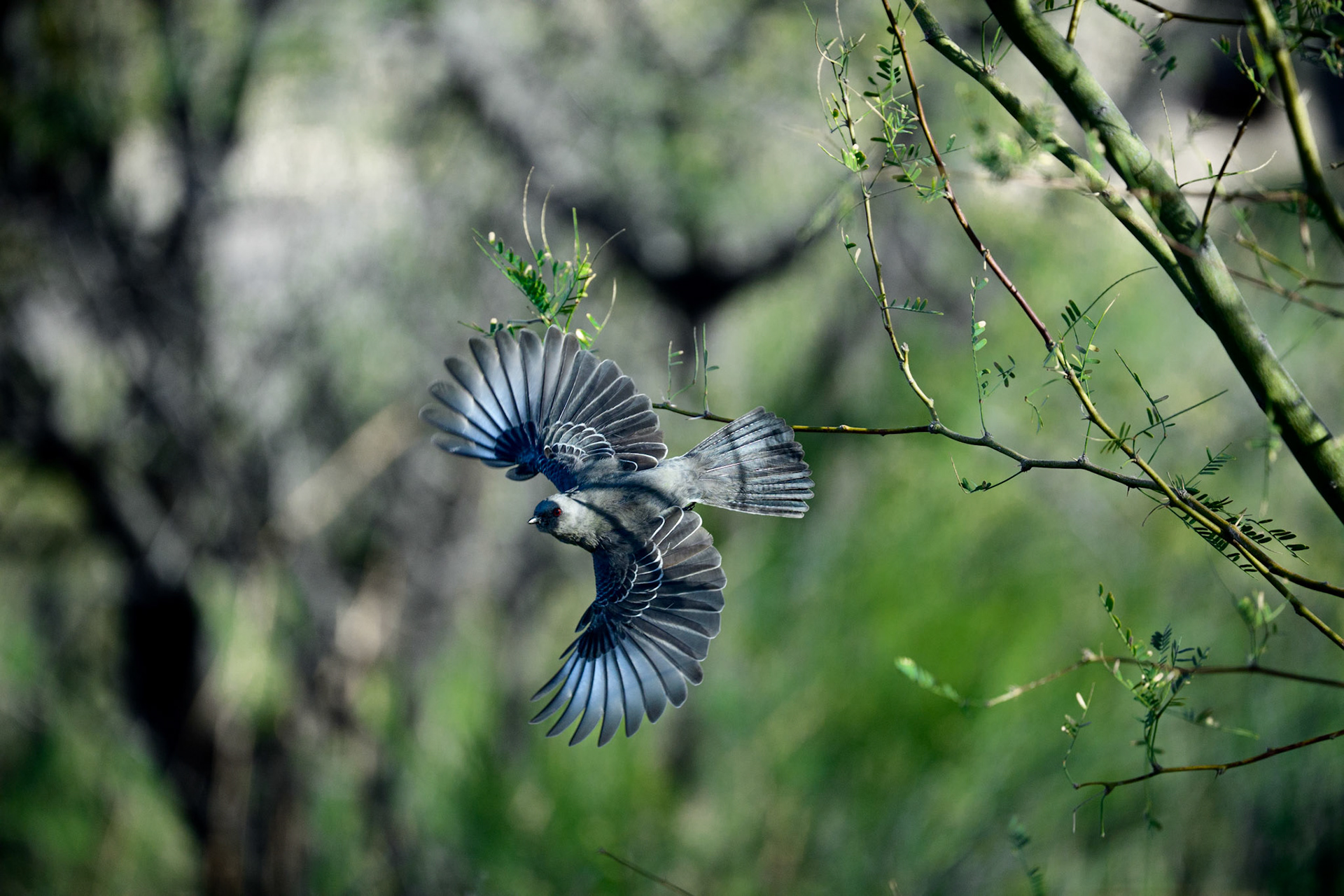 phainopepla
