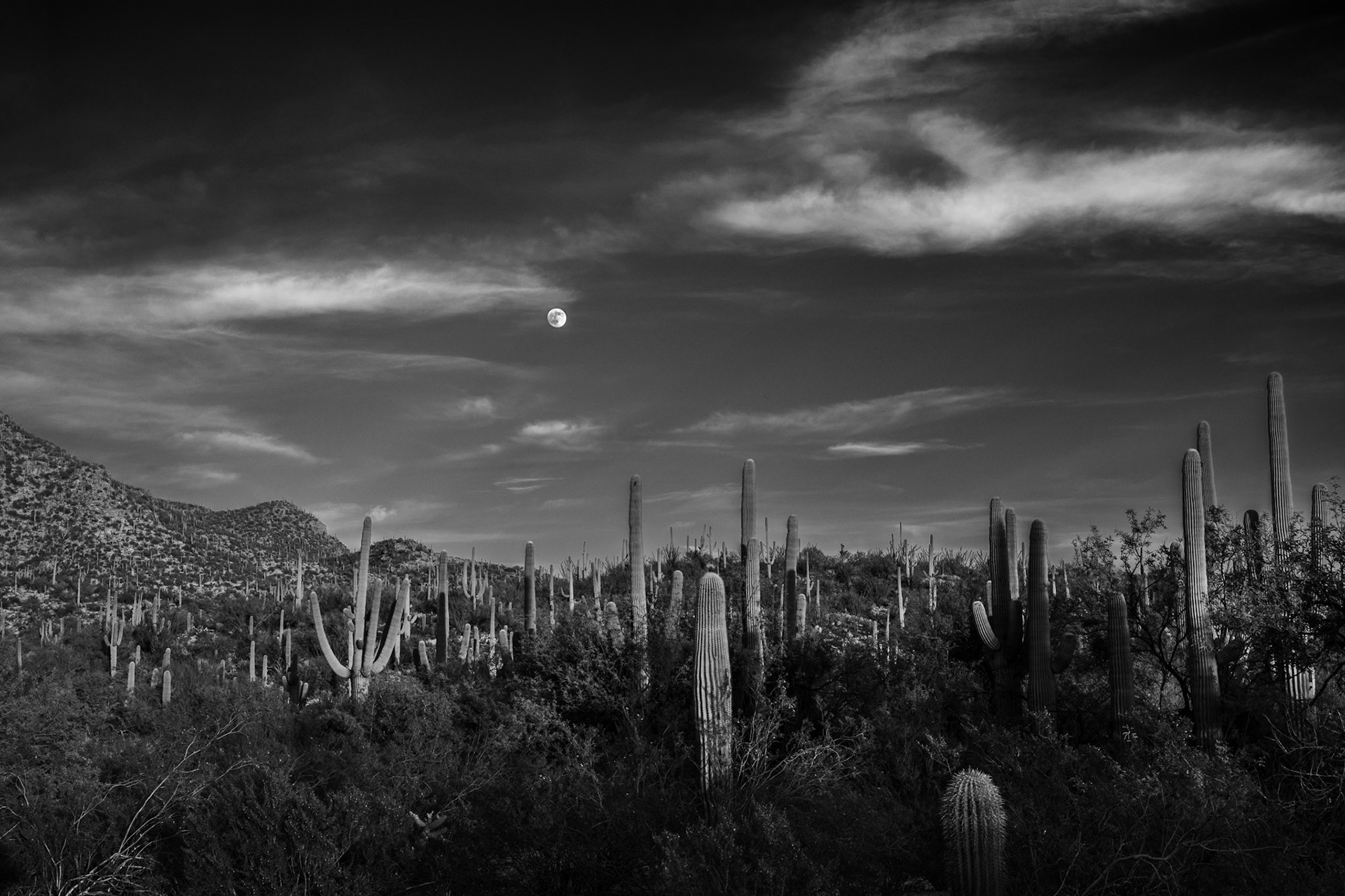Portrait of a Saguaro 2