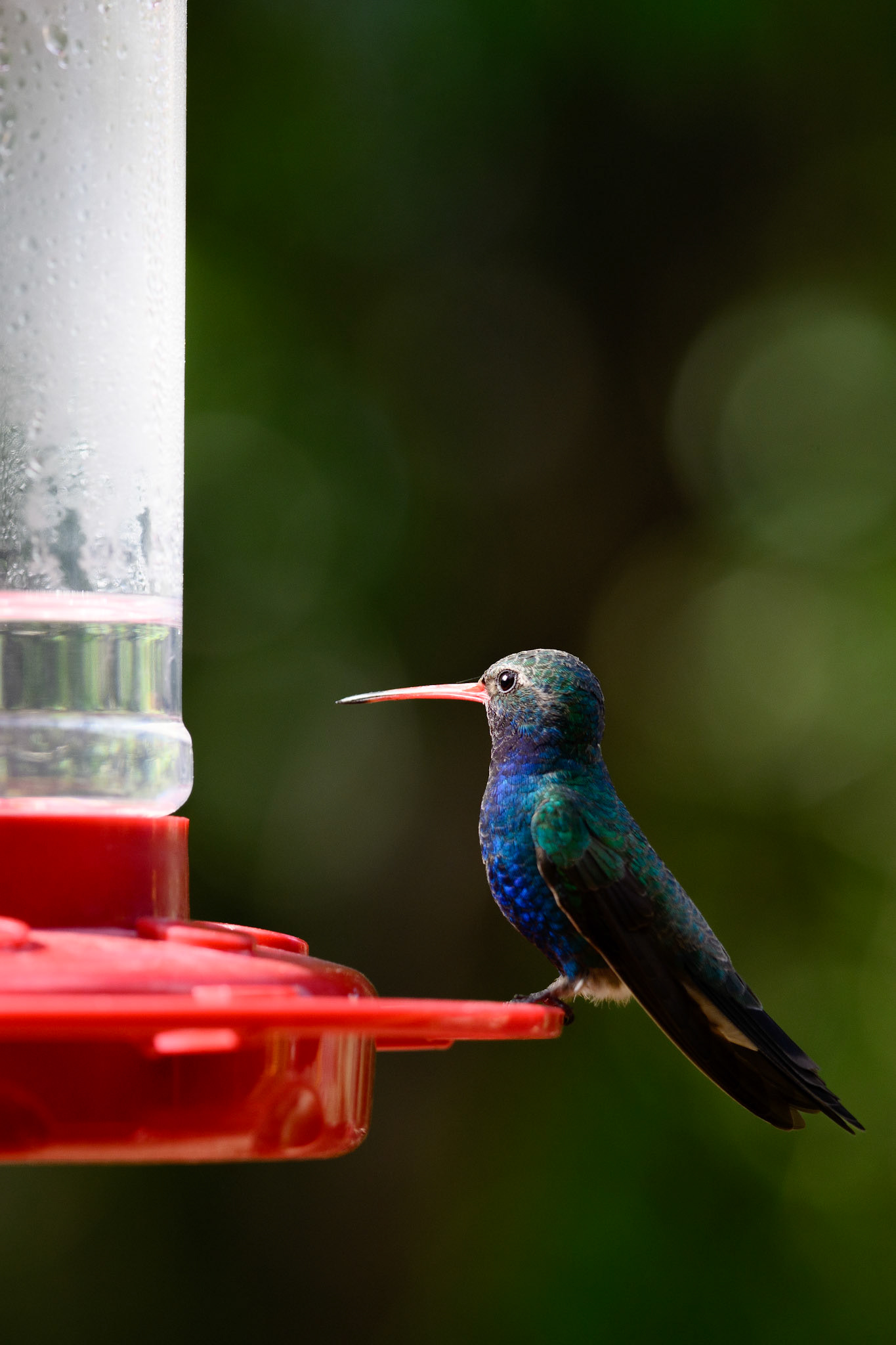 broad-billed hummingbird basking