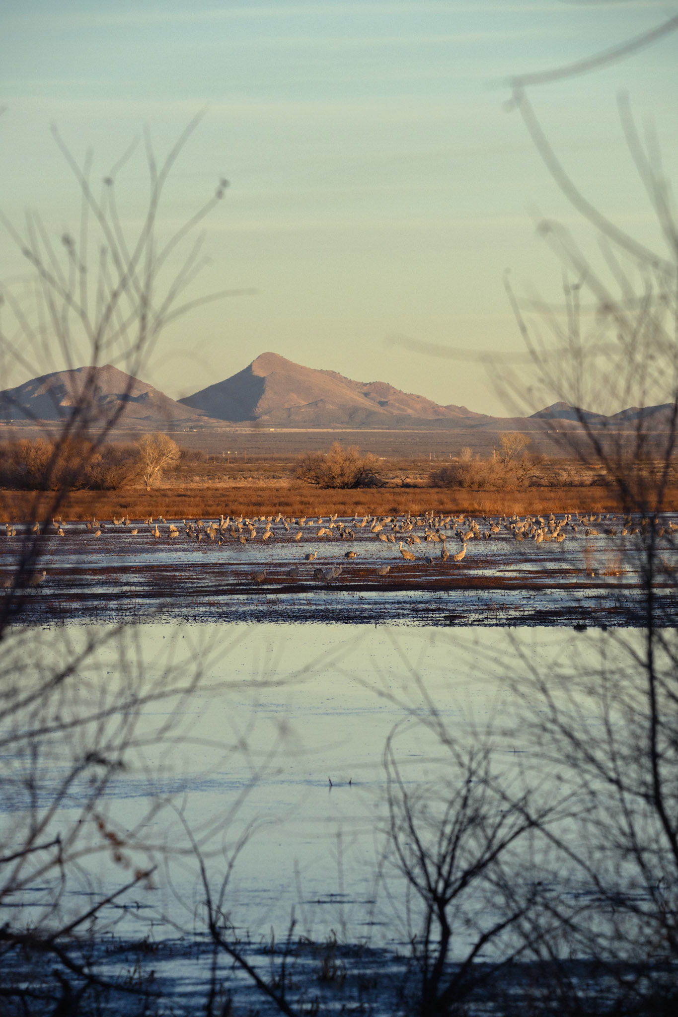 Resting Flock