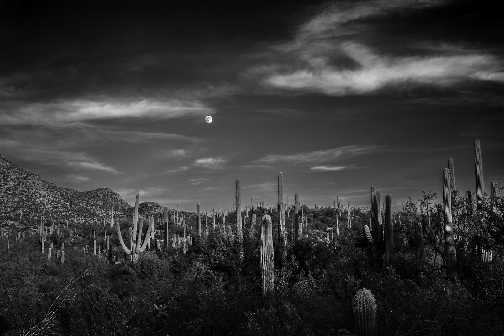 Portrait of a Saguaro 2