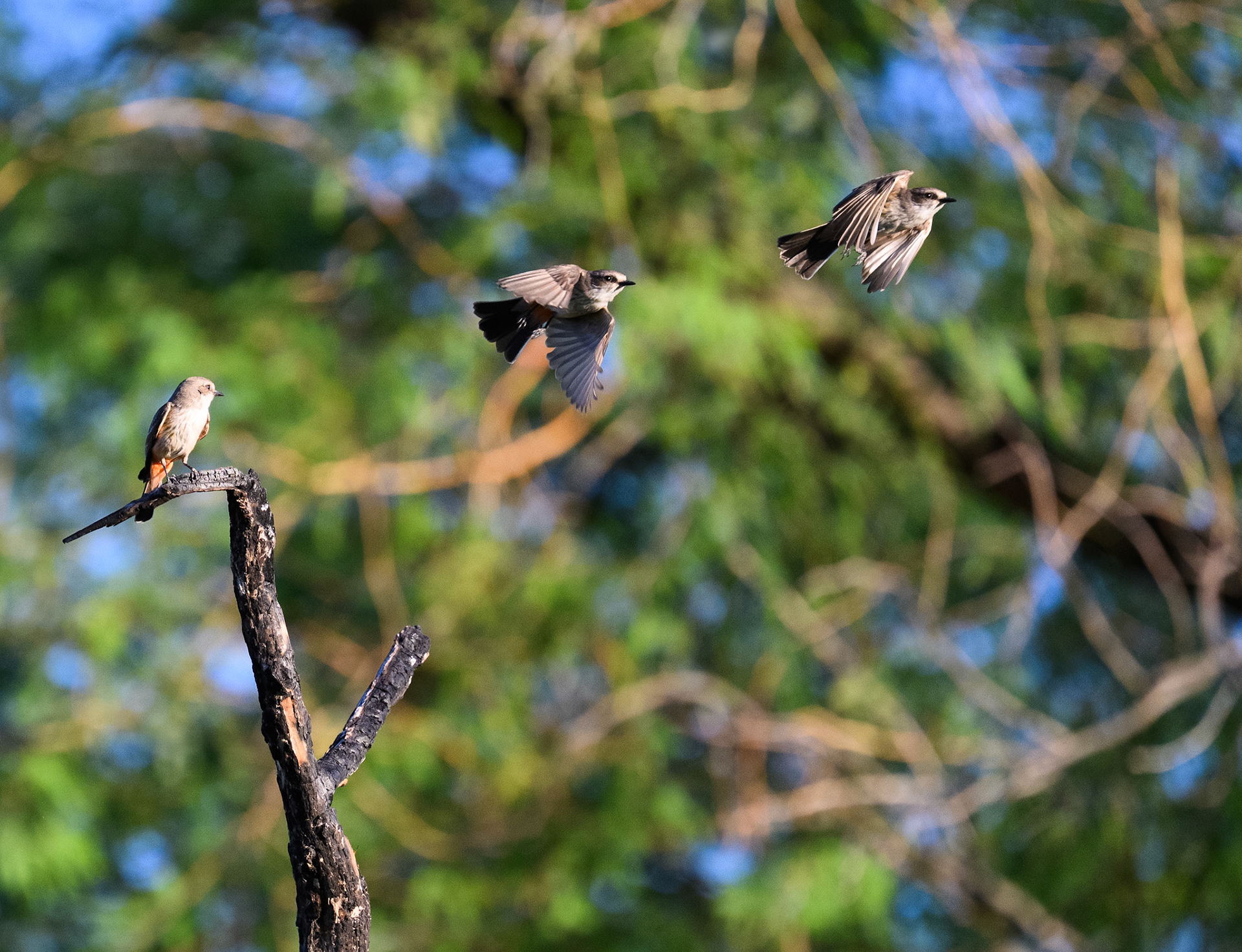 western wood-pewee