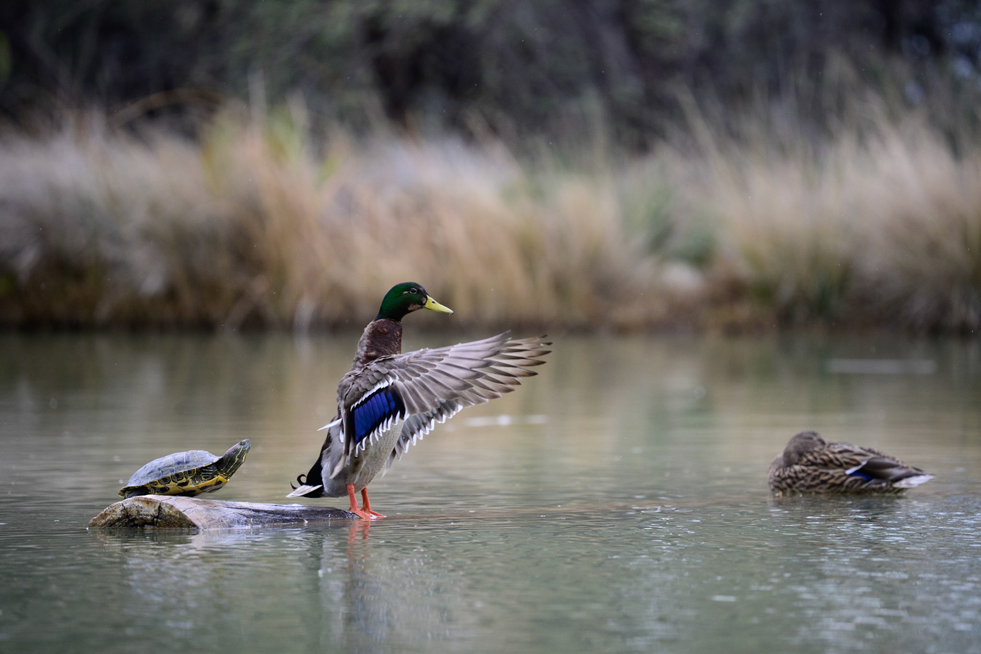 mallard flare