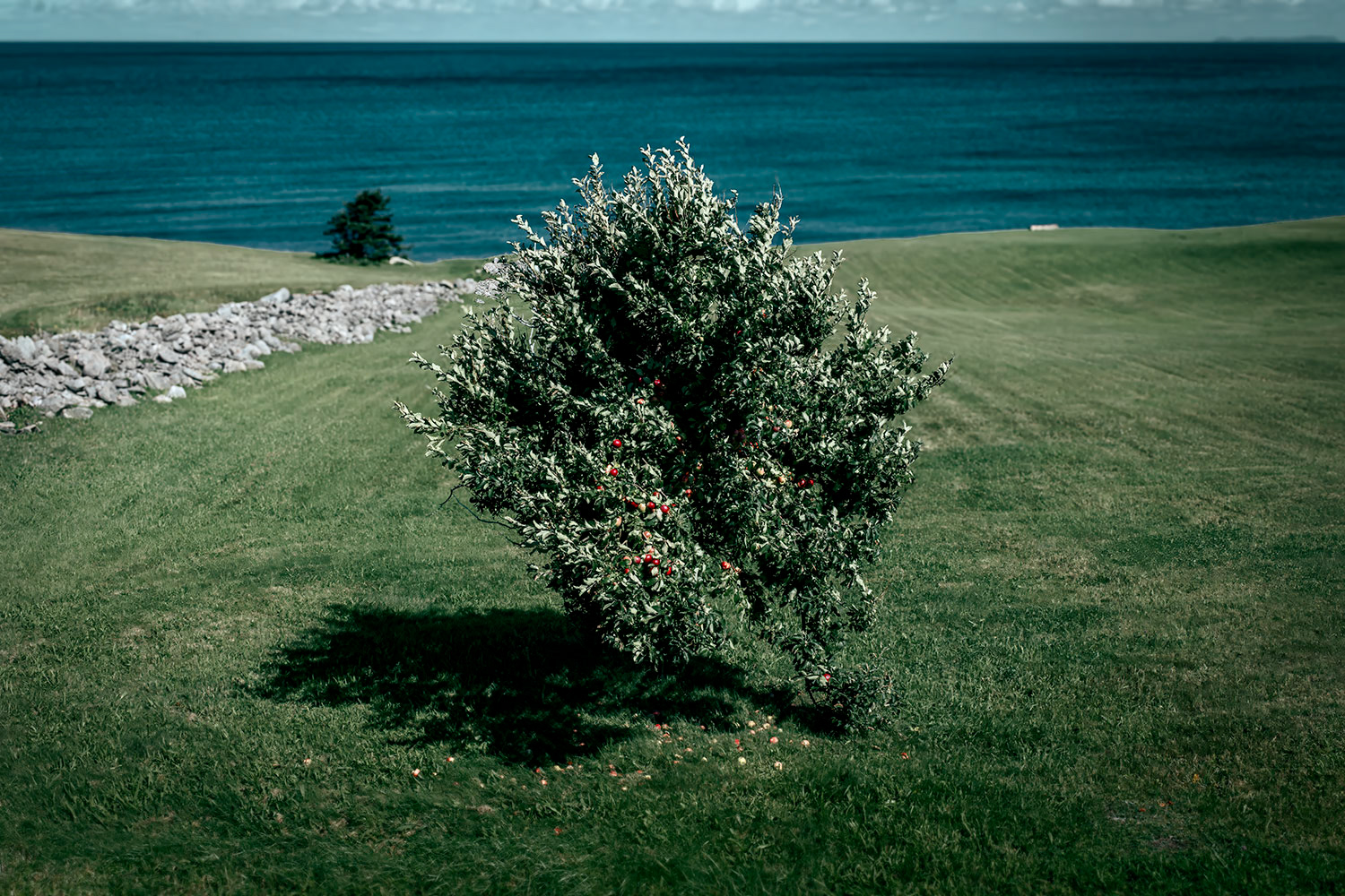 Apple Tree