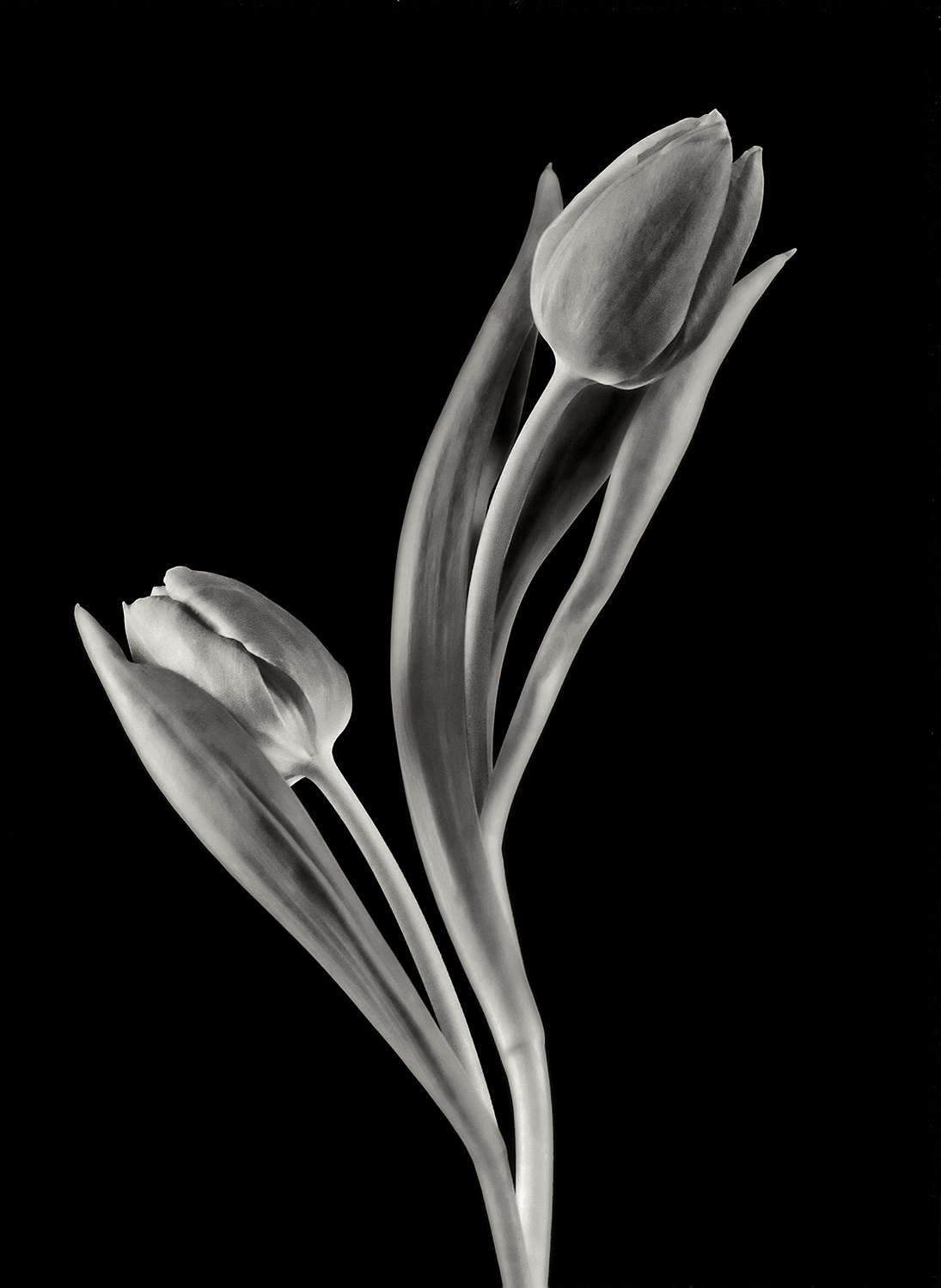 Dancing Tullips