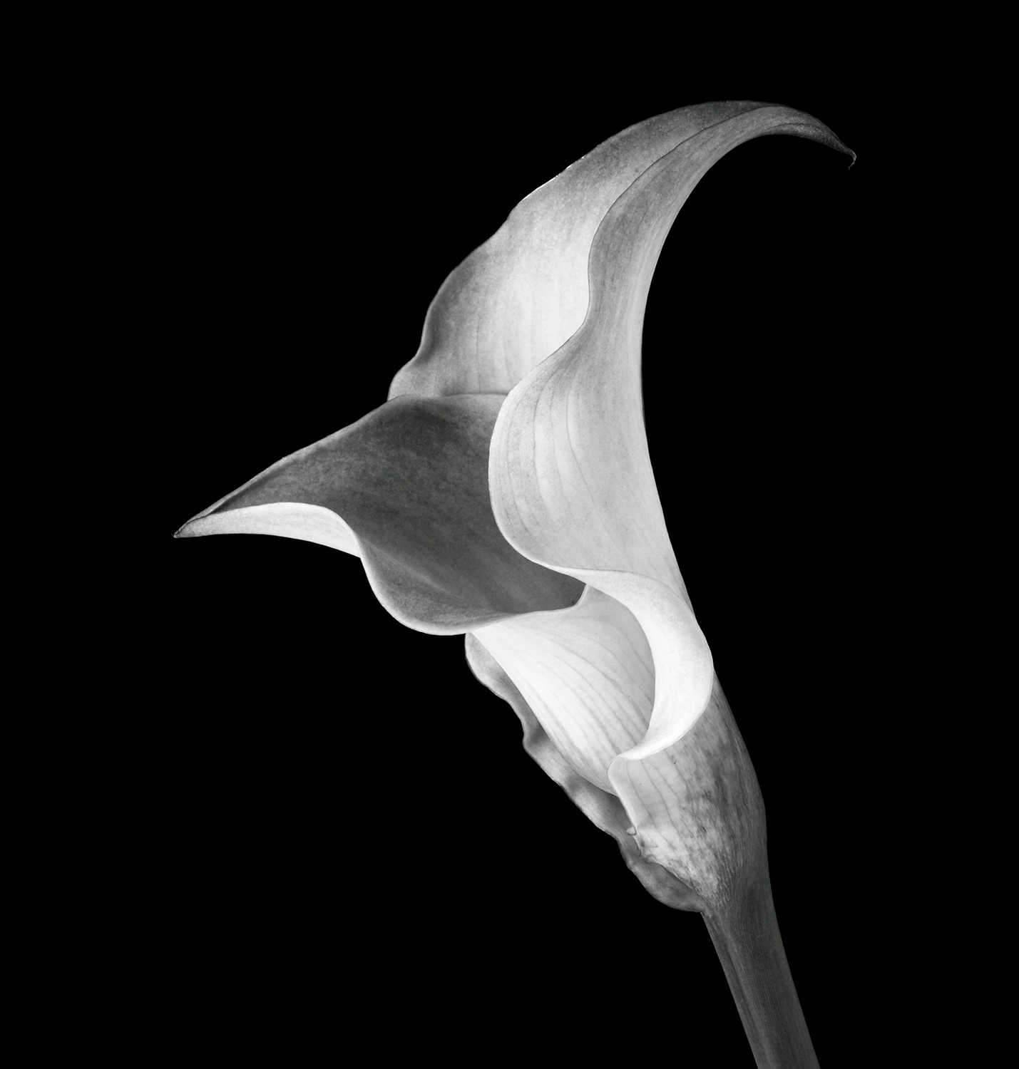 Hybrid Calla