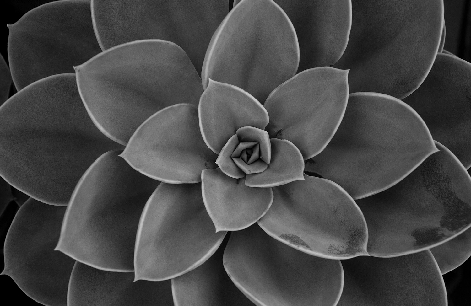 Succulent