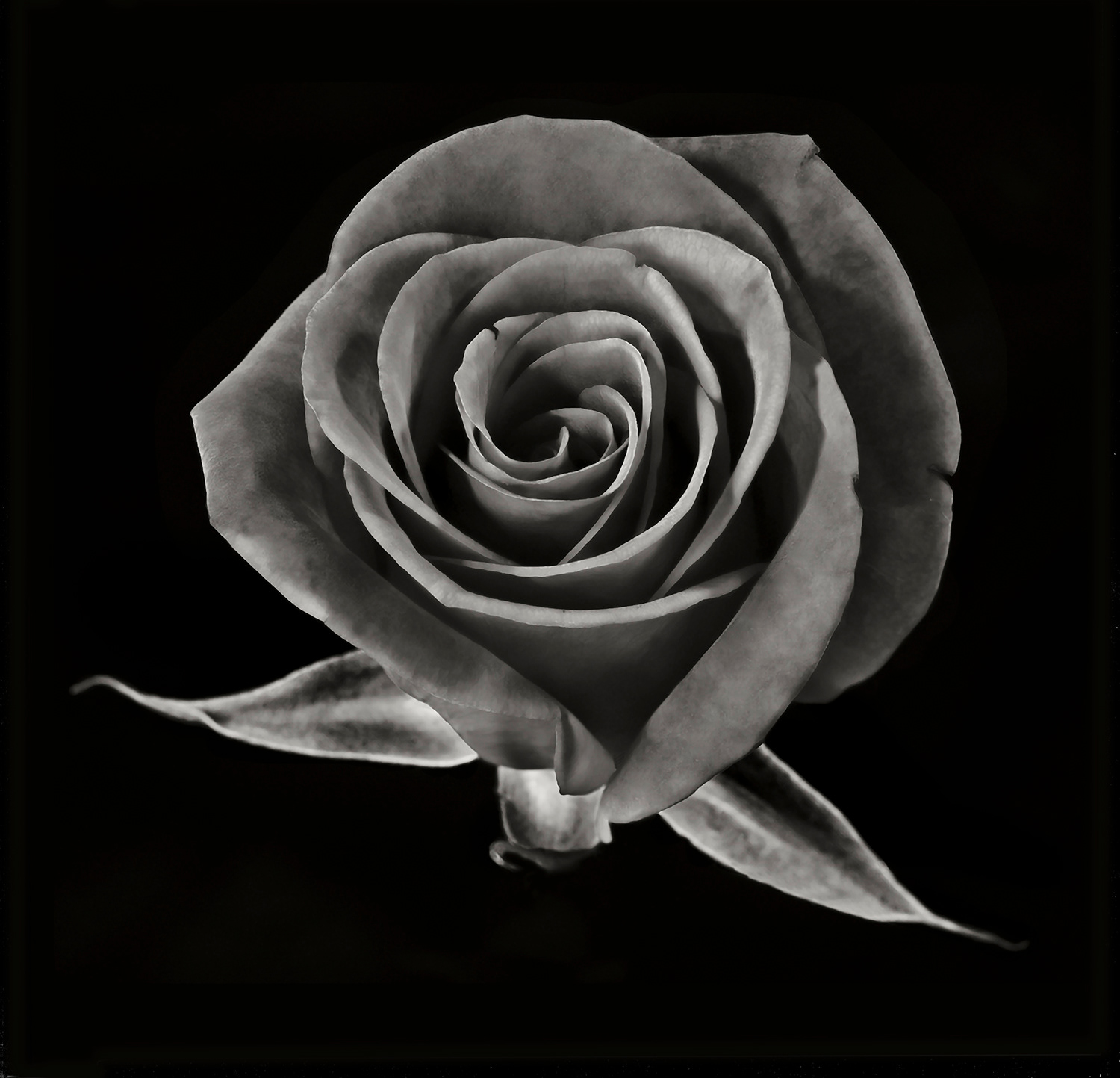 Rose One