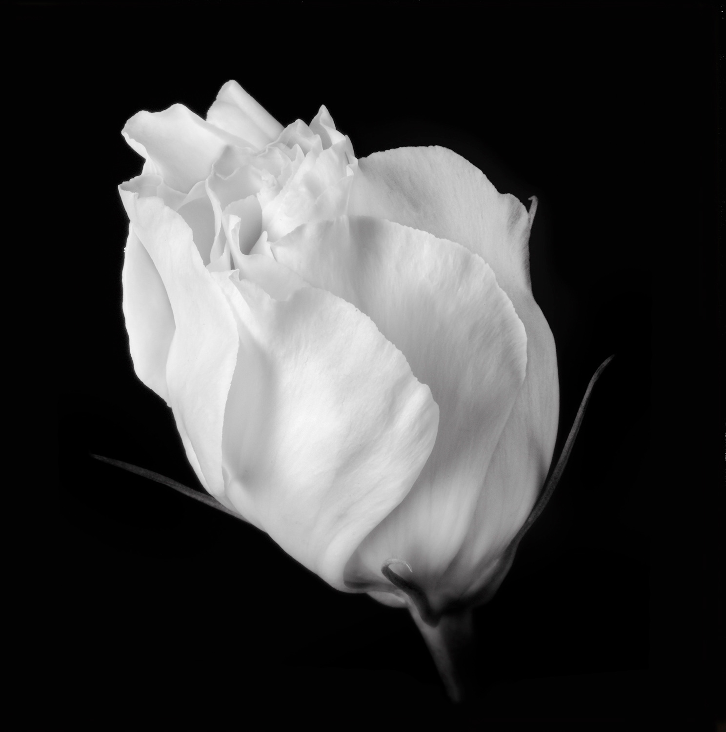Lisianthus bud