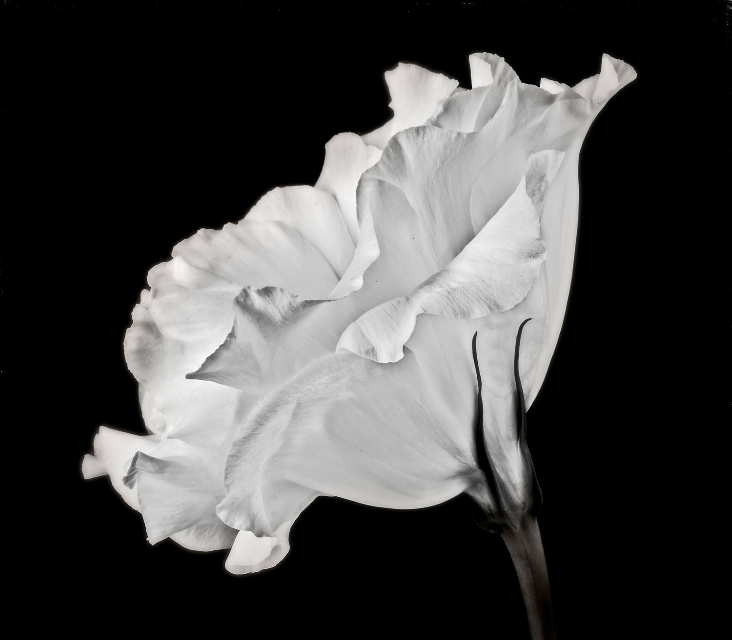 Lisianthus
