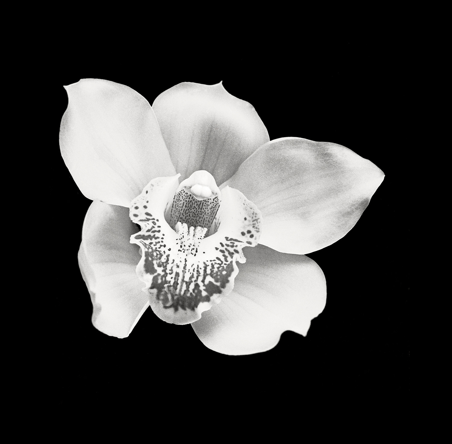 Orchid