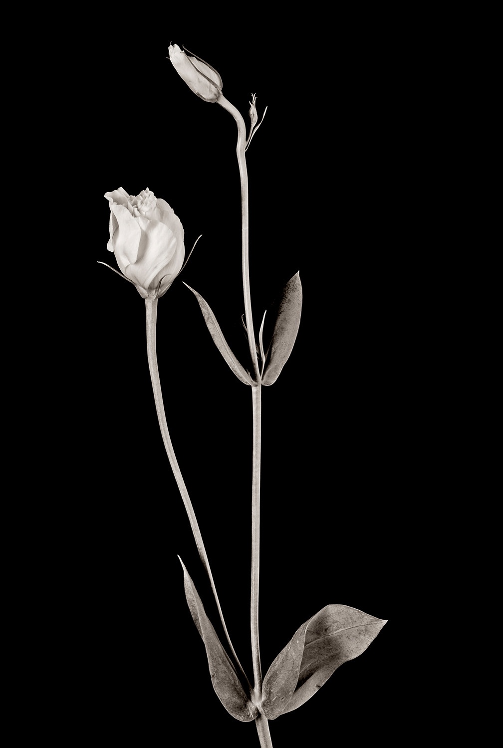 Lisianthus Buds