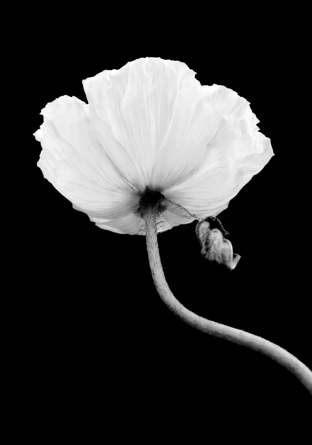 Poppy