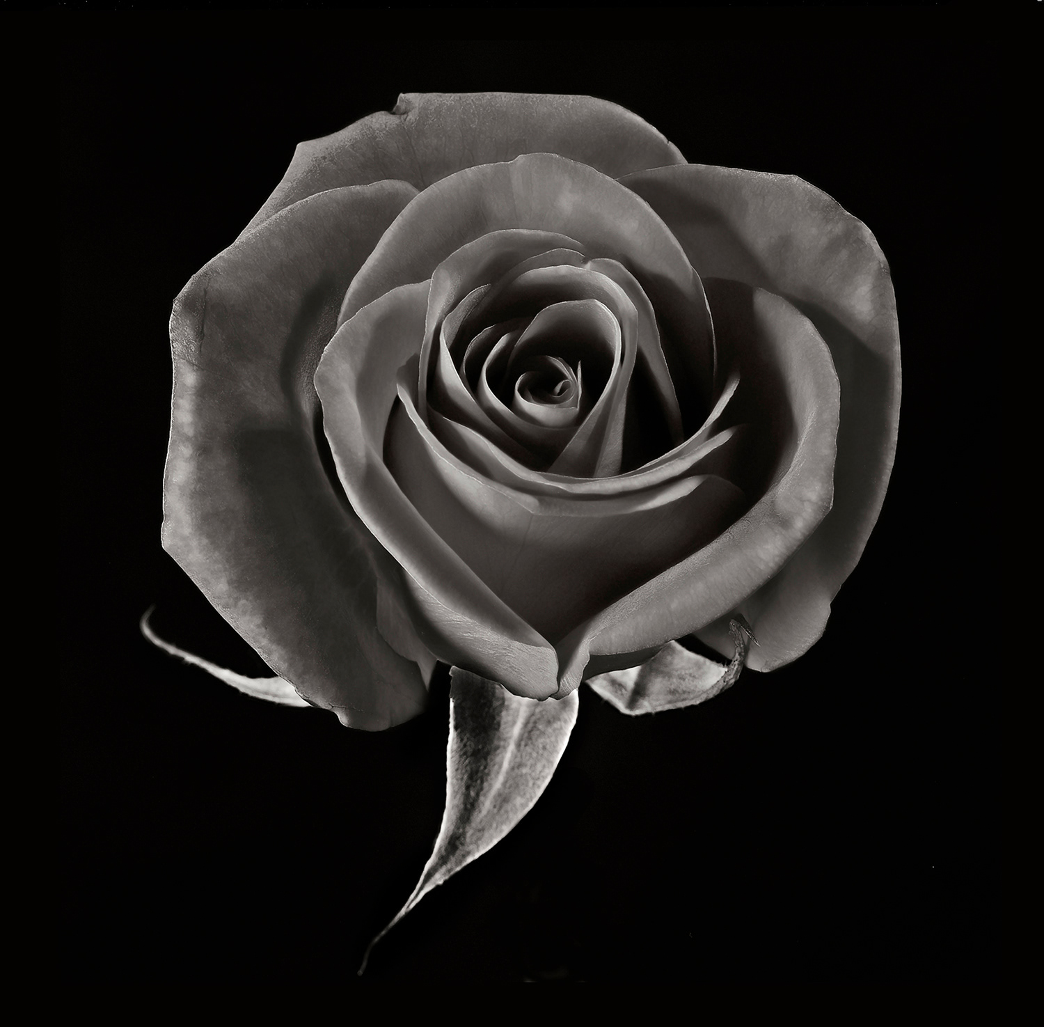 Rose Two