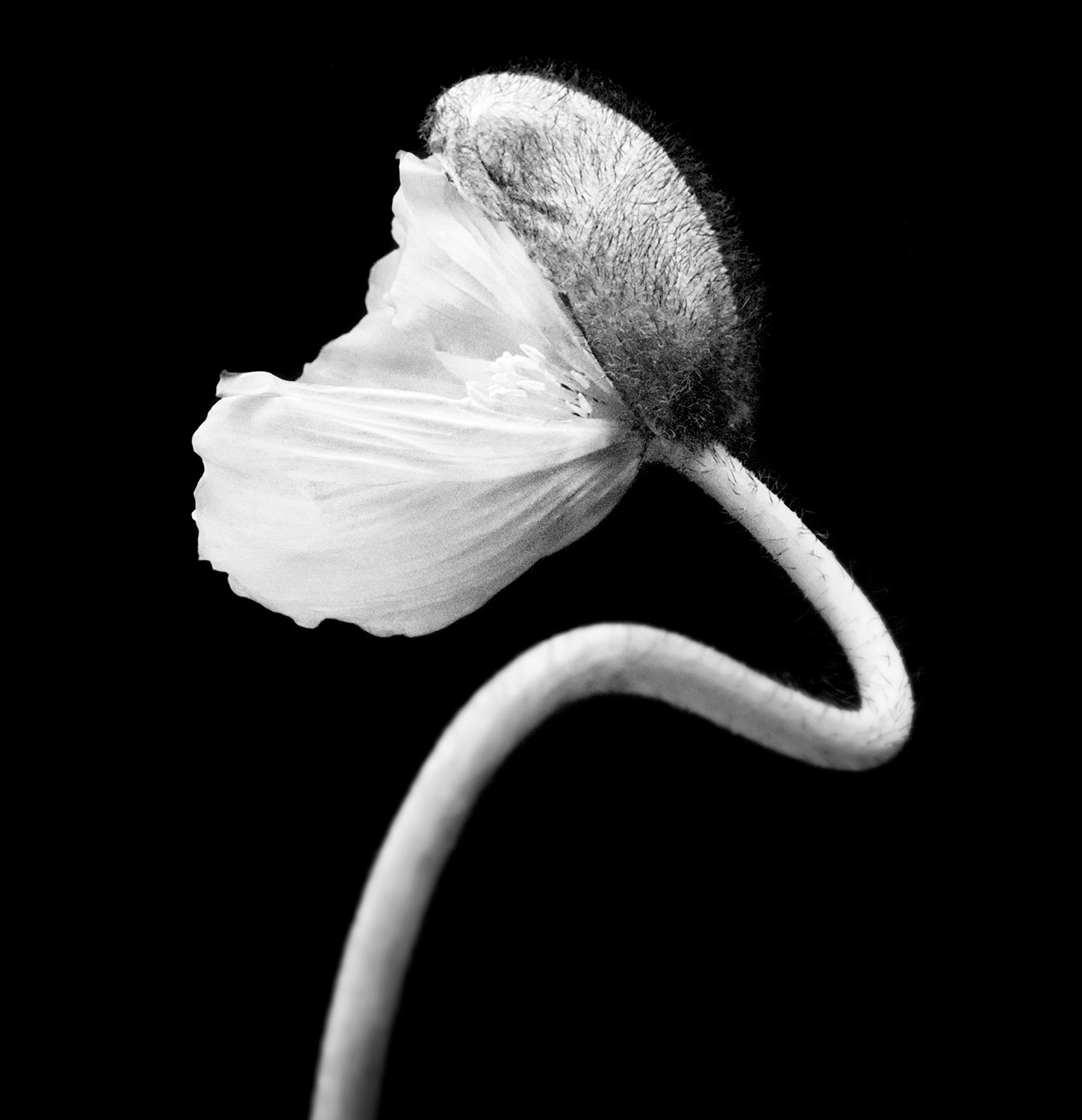 Poppy Bud
