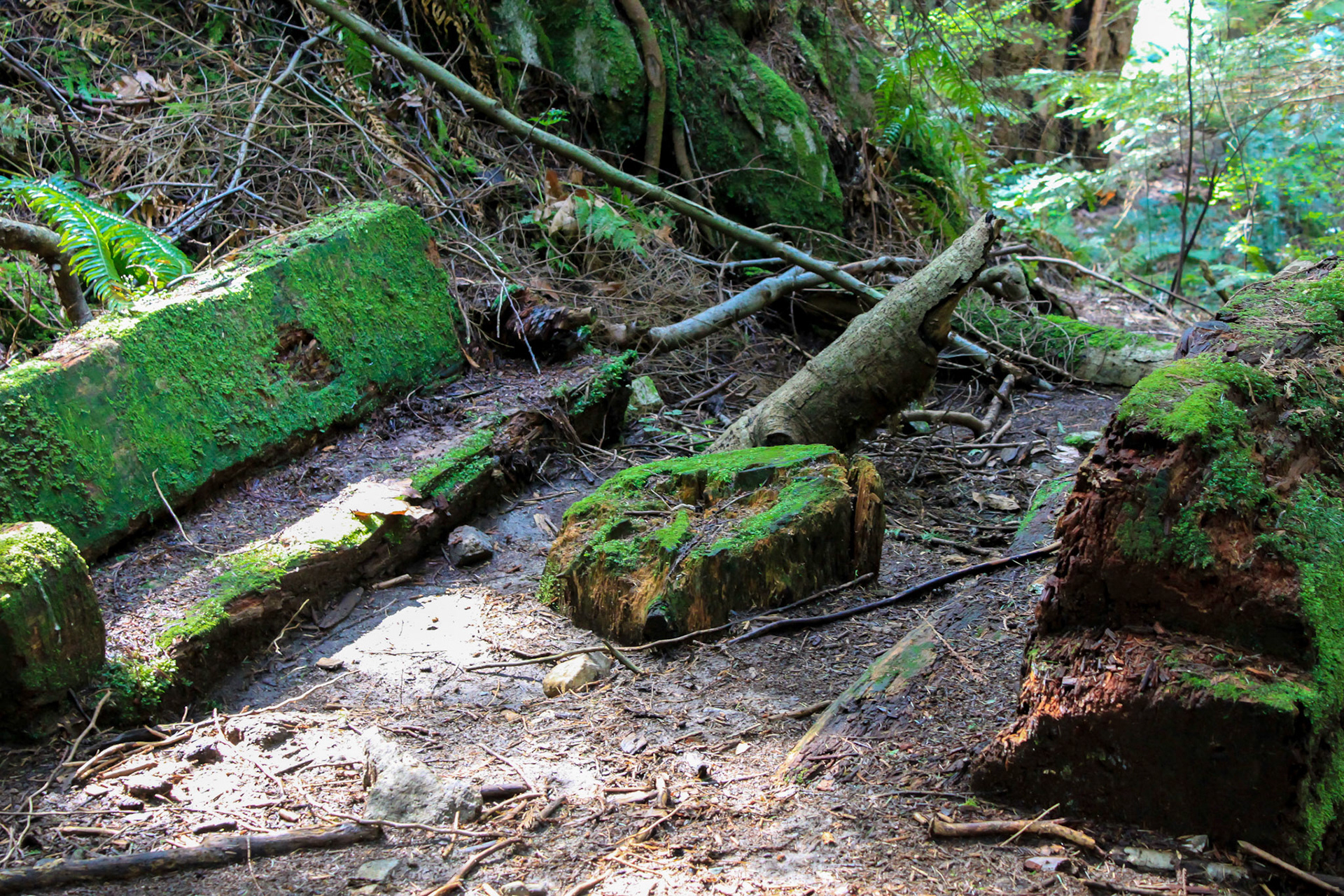 Lynn Valley