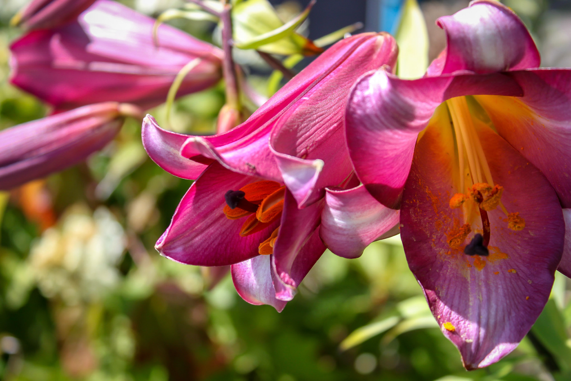 Flowers