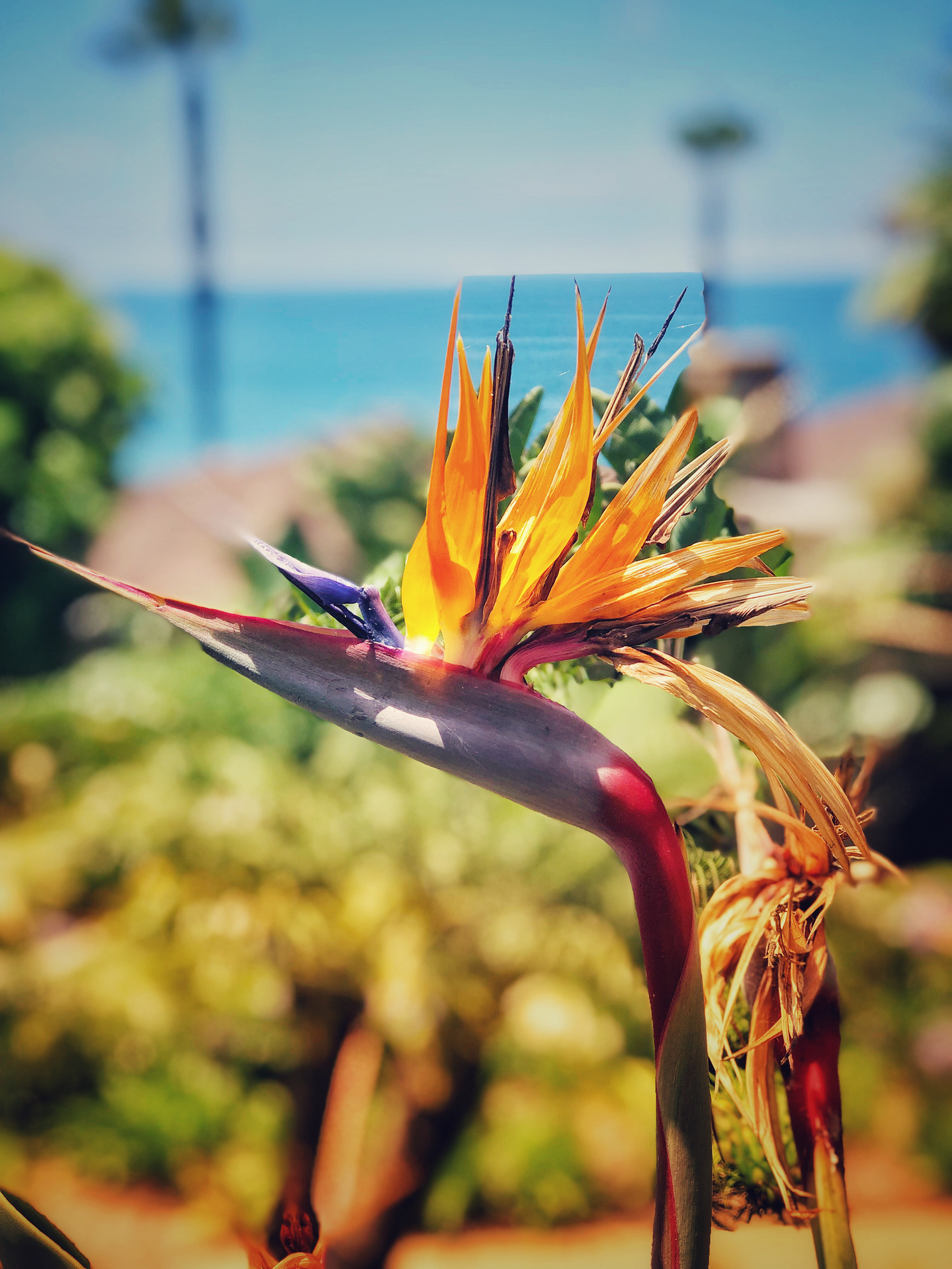 Laguna Beach