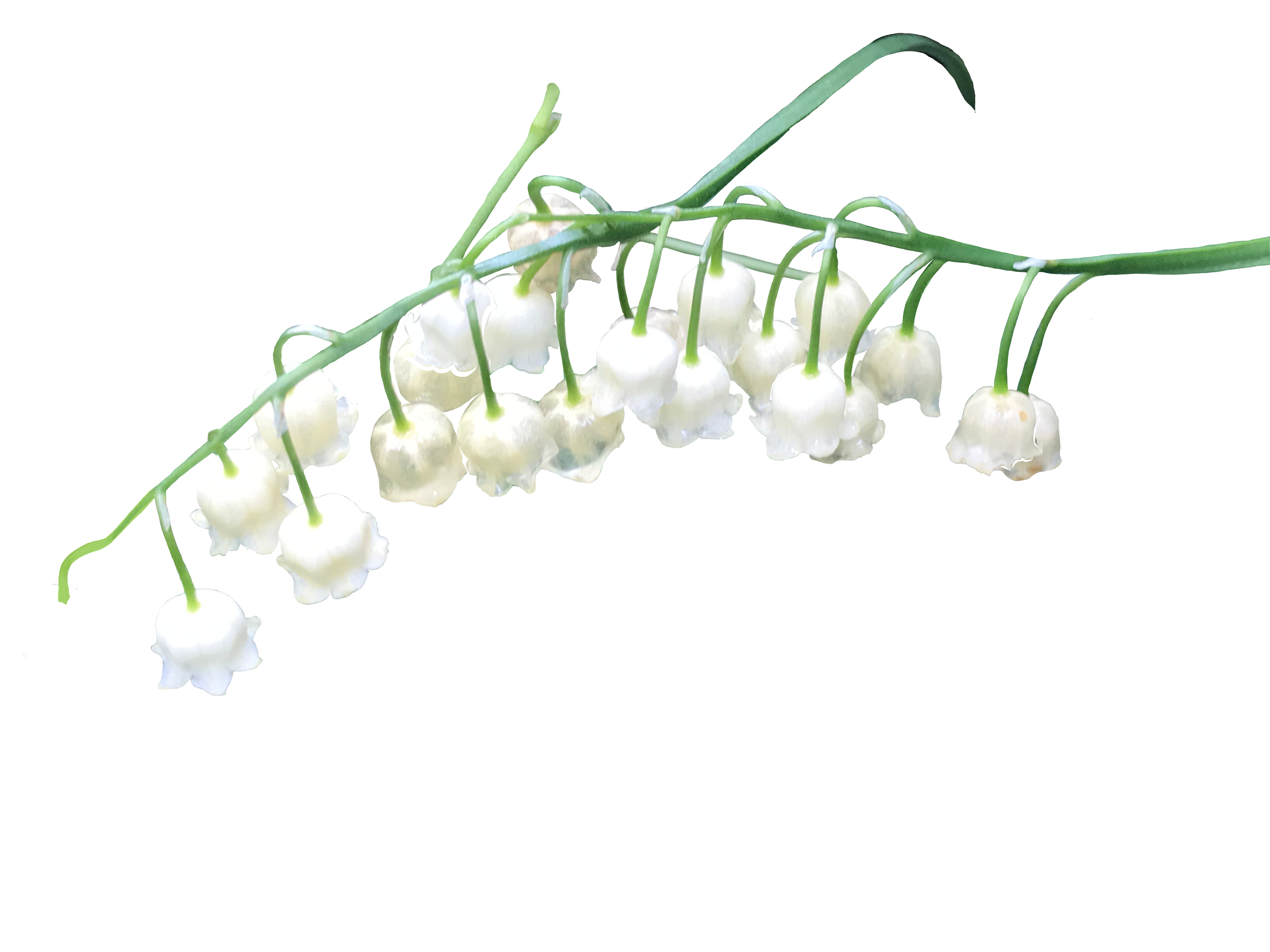 Lily of the Valley, 2020