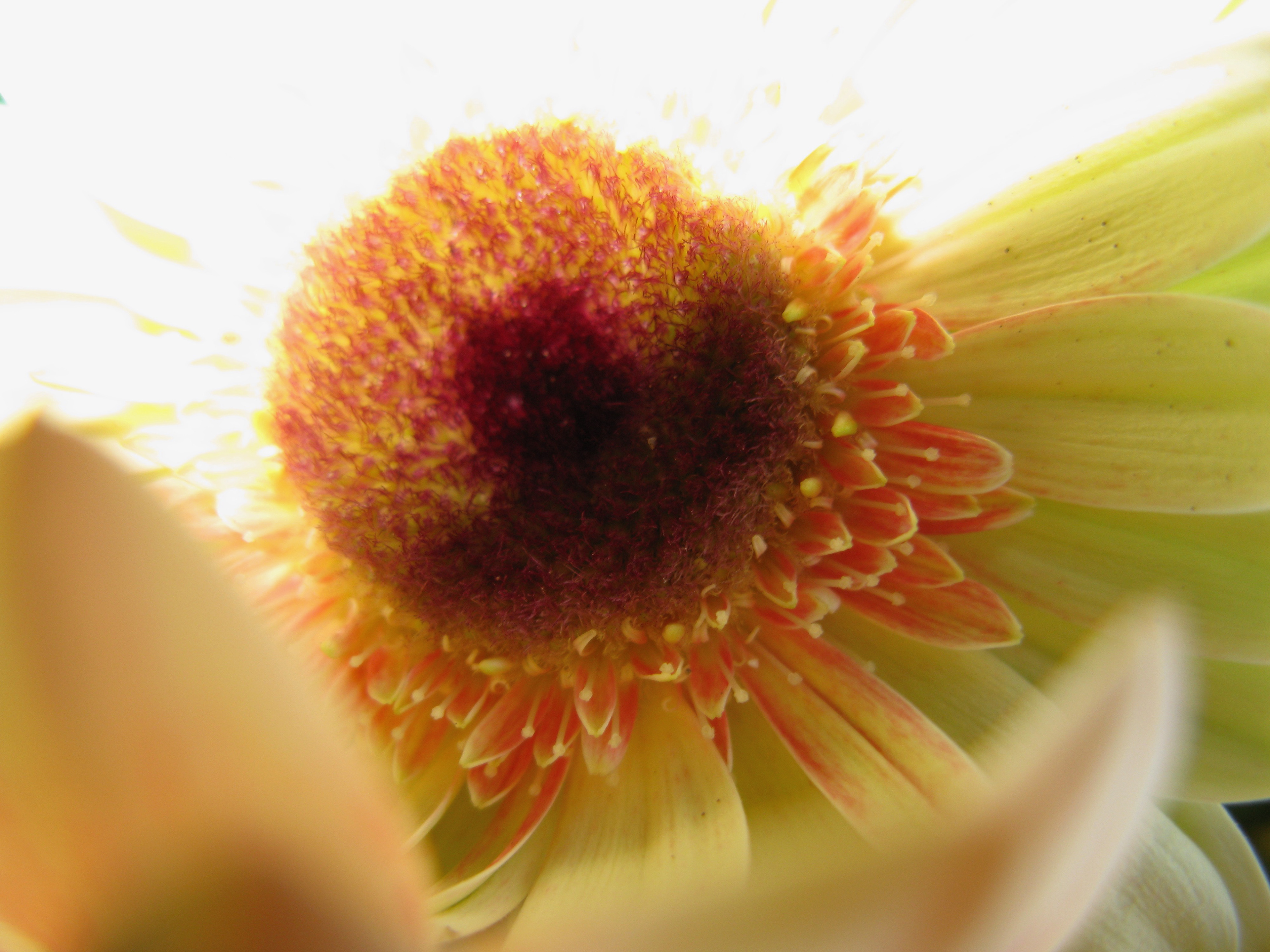 Gerbera Daisy, 2009