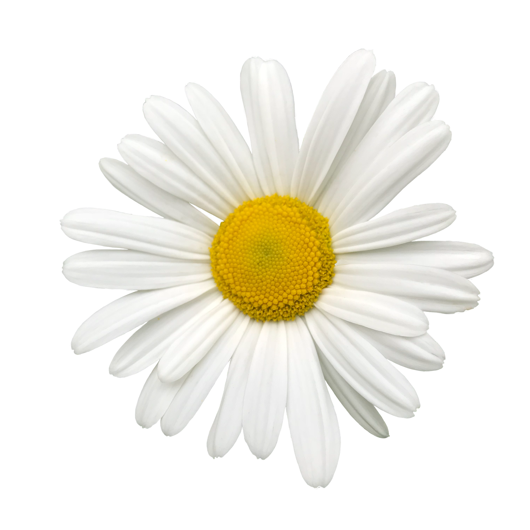Shasta Daisy, 2020